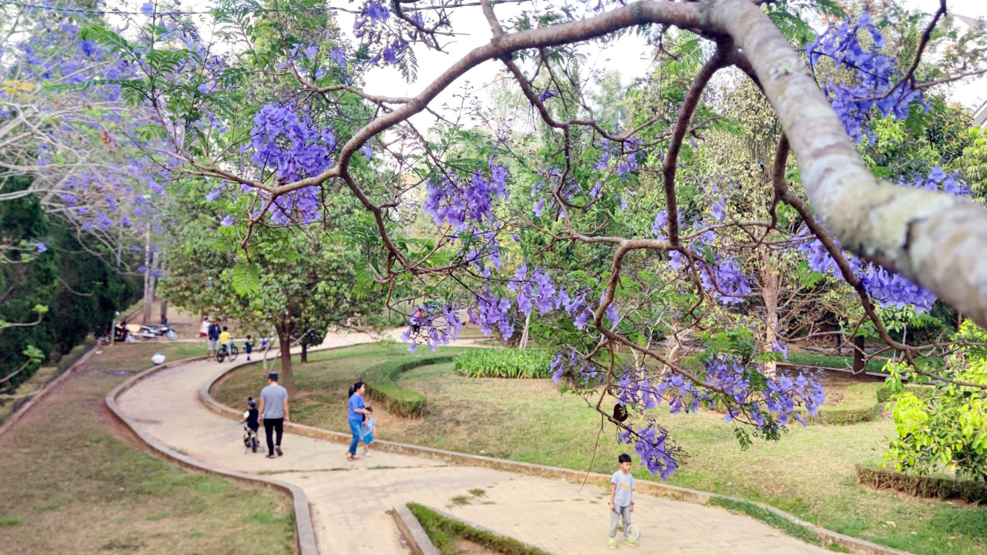 Sắc tím nhẹ nhàng trong công viên...