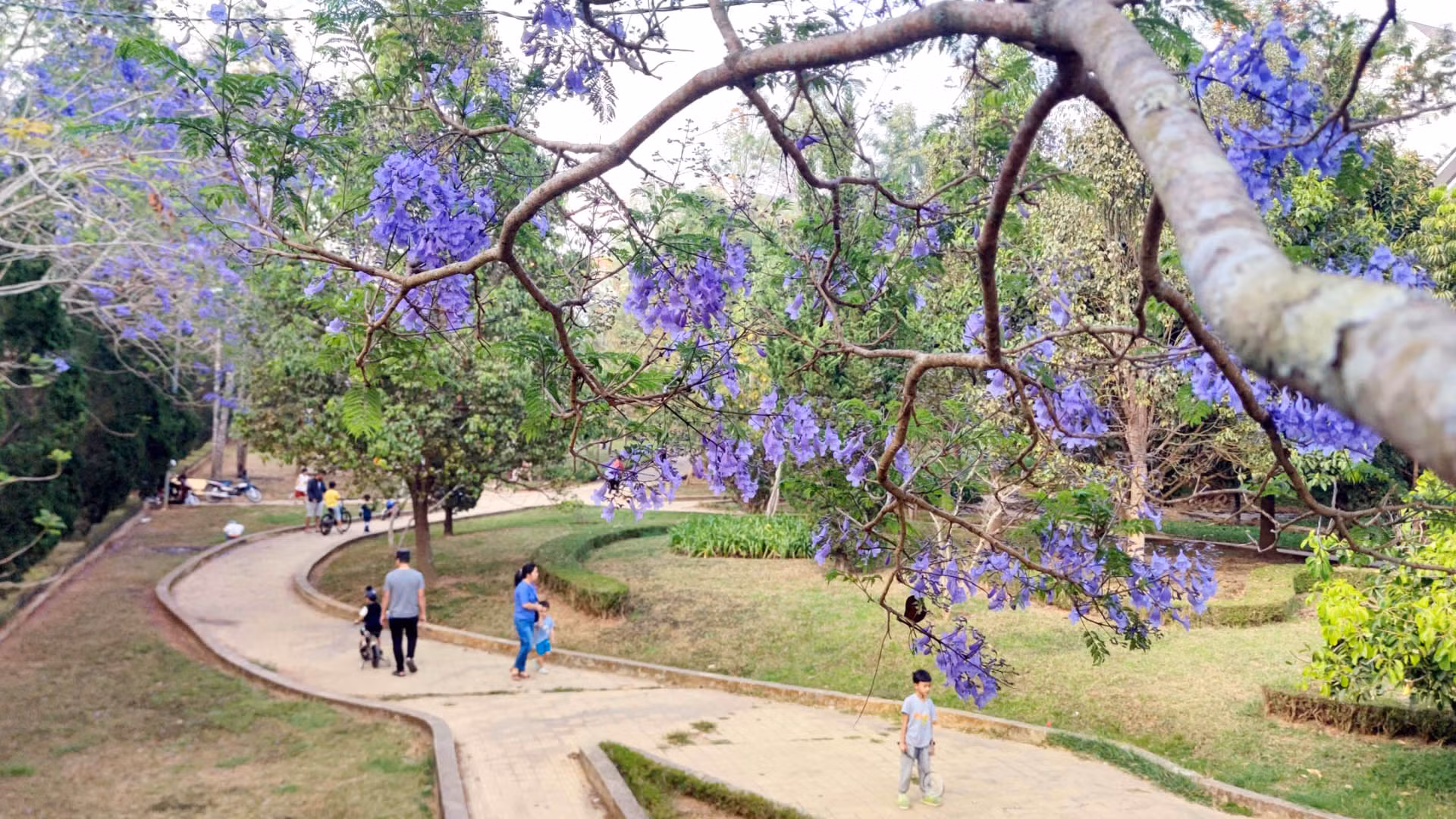Sắc tím nhẹ nhàng trong công viên...
