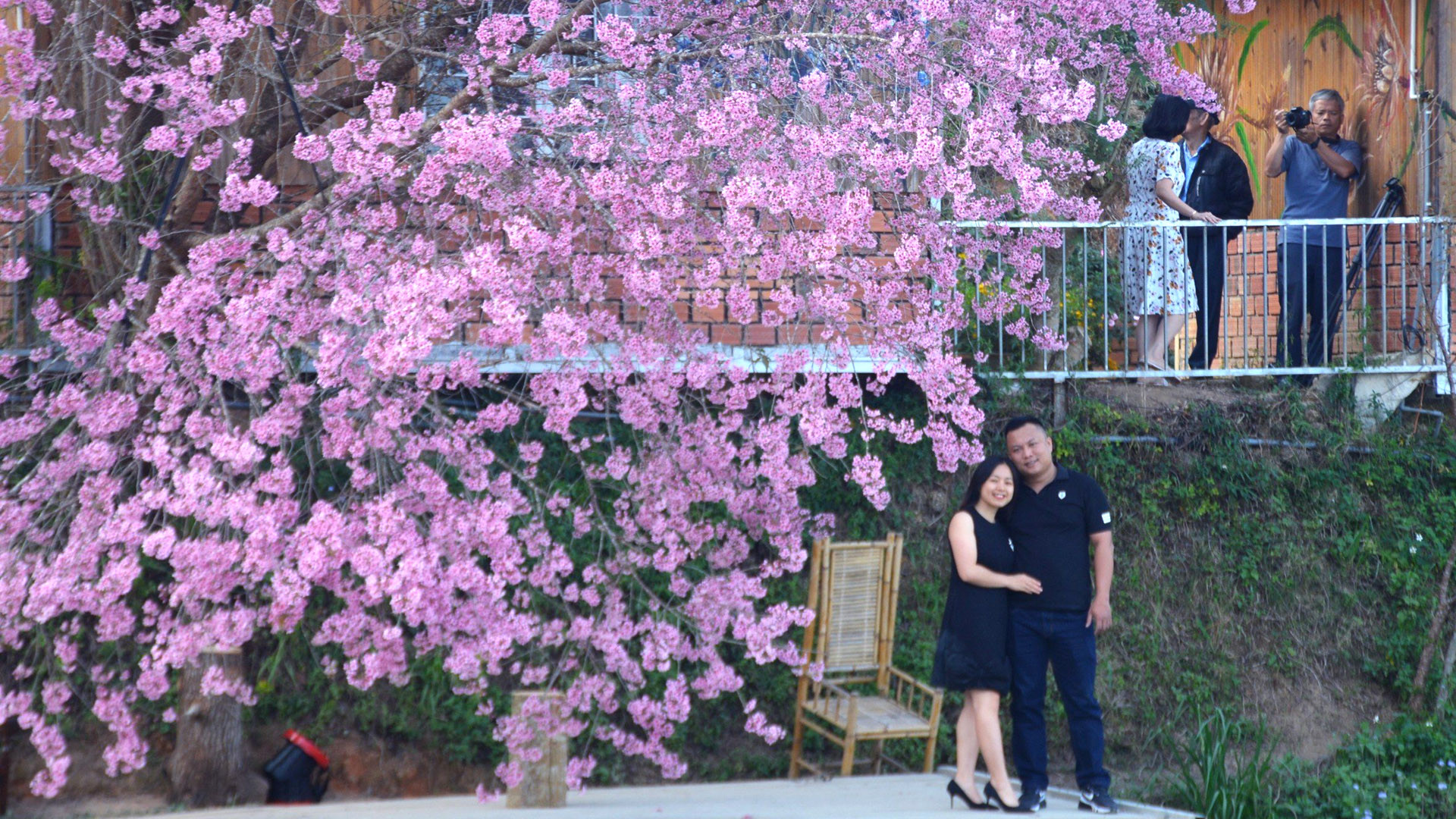 Đà Lạt nồng nàn sắc hồng. Bất chợt, ngọn gió xuân đung đưa cành lá, những cánh mai anh đào rơi rơi tựa giấc mộng đào hoa. Phải chăng, khoảnh khắc đó đã trở thành những âm giai trong “Ai lên xứ hoa đào”, ca khúc bất hủ về Đà Lạt của Hoàng Nguyên: “Ai lên xứ hoa đào đừng quên bước lần theo đường hoa/Hoa bay đến bên người ngại ngần rồi hoa theo chân ai…”.