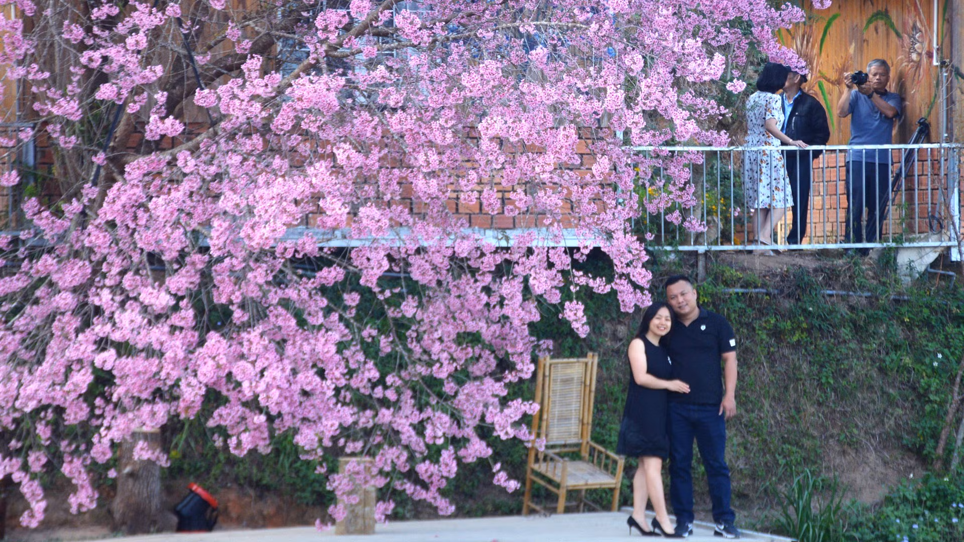 Đà Lạt nồng nàn sắc hồng. Bất chợt, ngọn gió xuân đung đưa cành lá, những cánh mai anh đào rơi rơi tựa giấc mộng đào hoa. Phải chăng, khoảnh khắc đó đã trở thành những âm giai trong “Ai lên xứ hoa đào”, ca khúc bất hủ về Đà Lạt của Hoàng Nguyên: “Ai lên xứ hoa đào đừng quên bước lần theo đường hoa/Hoa bay đến bên người ngại ngần rồi hoa theo chân ai…”.