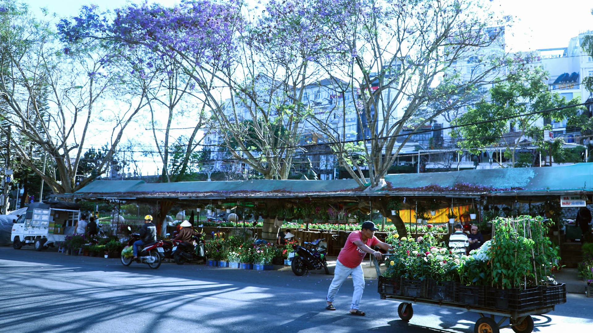 và bâng khuâng trên phố.