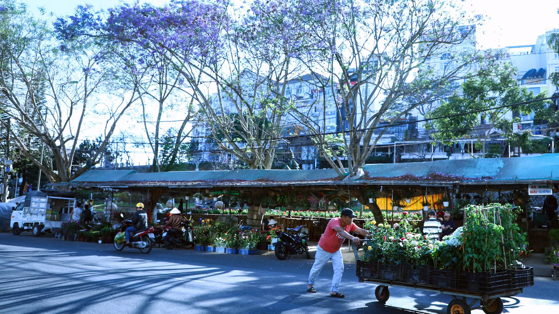 và bâng khuâng trên phố.