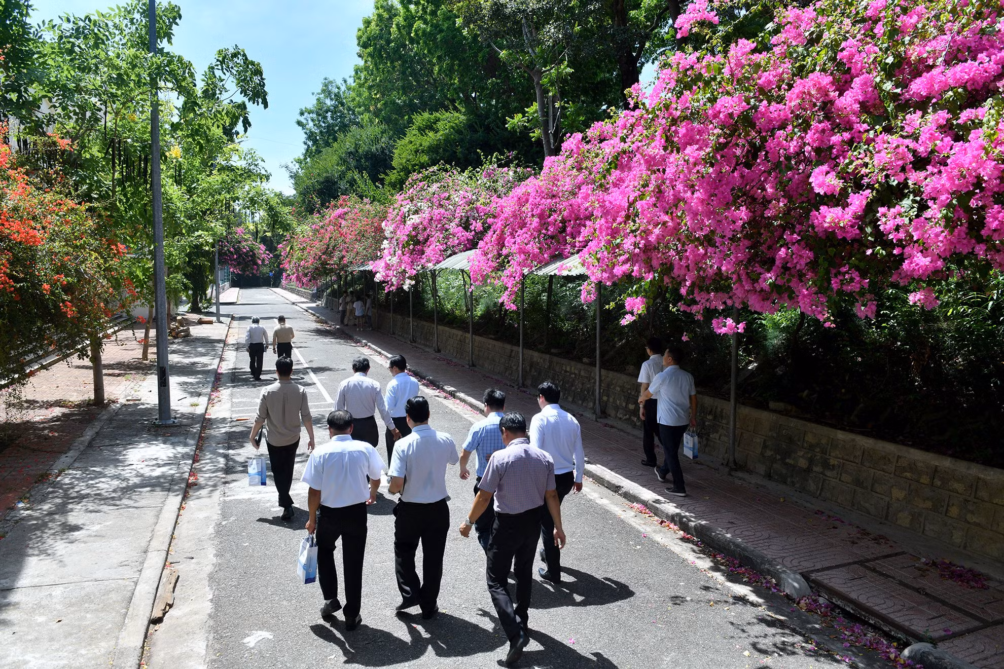 Hàng hoa giấy tươi đẹp của Trường Đại học Nha Trang.
