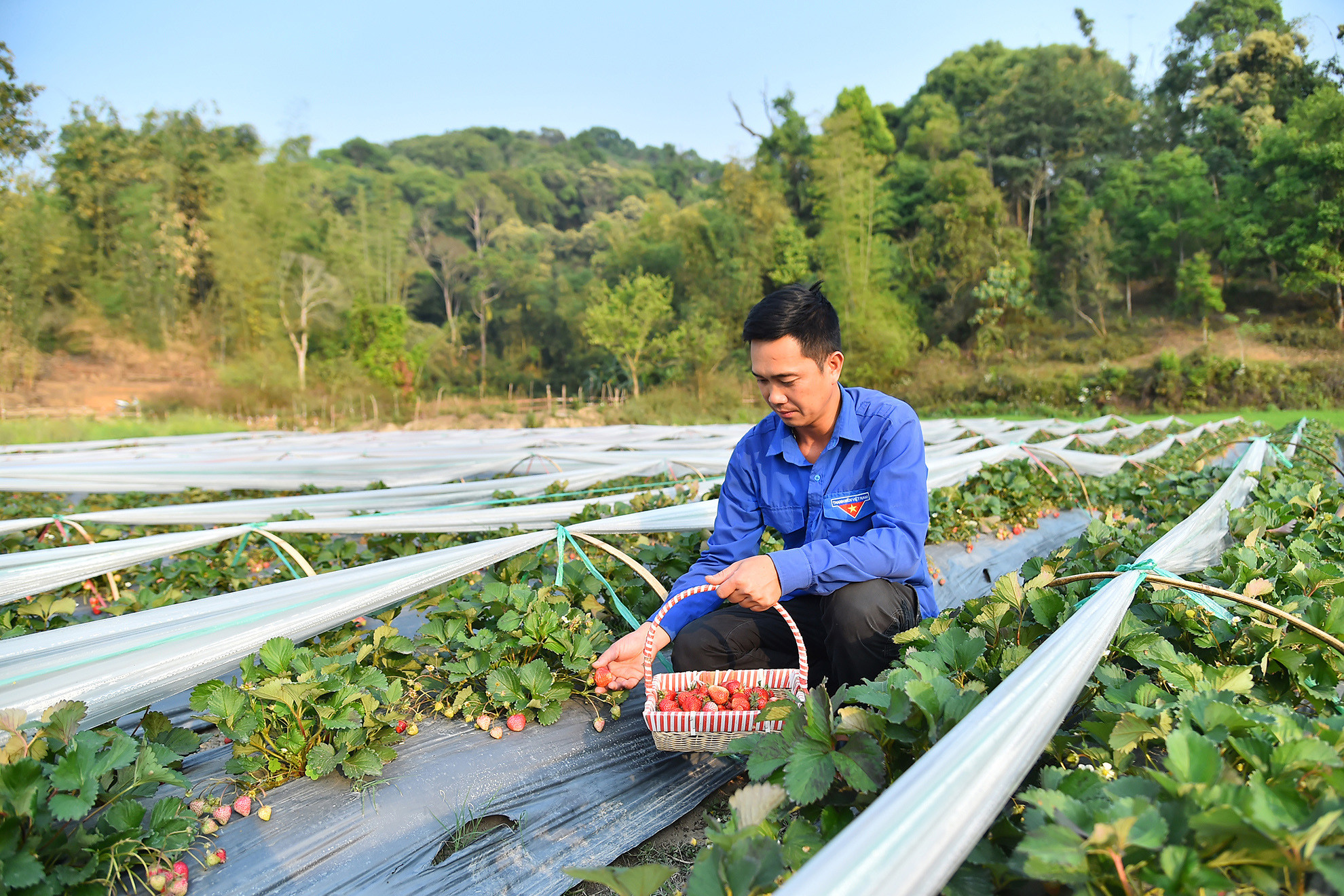 Với lối tư duy mới, quyết tâm cao, tinh thần dám nghĩ dám làm, Hợp tác xã Dâu tây Mường Phăng-Điện Biên của thanh niên Hoàng Văn Dán, thế hệ trẻ của xã Mường Phăng đã bước đầu đem lại thành công về kinh tế, tạo công ăn việc làm cho nhiều thanh niên trong xã. Anh là tấm gương đoàn viên tiêu biểu trong việc học tập và làm theo tư tưởng đạo đức Hồ Chí Minh về phát triển kinh tế-xã hội. Với lối tư duy mới, quyết tâm cao, tinh thần dám nghĩ dám làm, Hợp tác xã Dâu tây Mường Phăng-Điện Biên của thanh niên Hoàng Văn Dán, thế hệ trẻ của xã Mường Phăng đã bước đầu đem lại thành công về kinh tế, tạo công ăn việc làm cho nhiều thanh niên trong xã. Anh là tấm gương đoàn viên tiêu biểu trong việc học tập và làm theo tư tưởng đạo đức Hồ Chí Minh về phát triển kinh tế-xã hội.