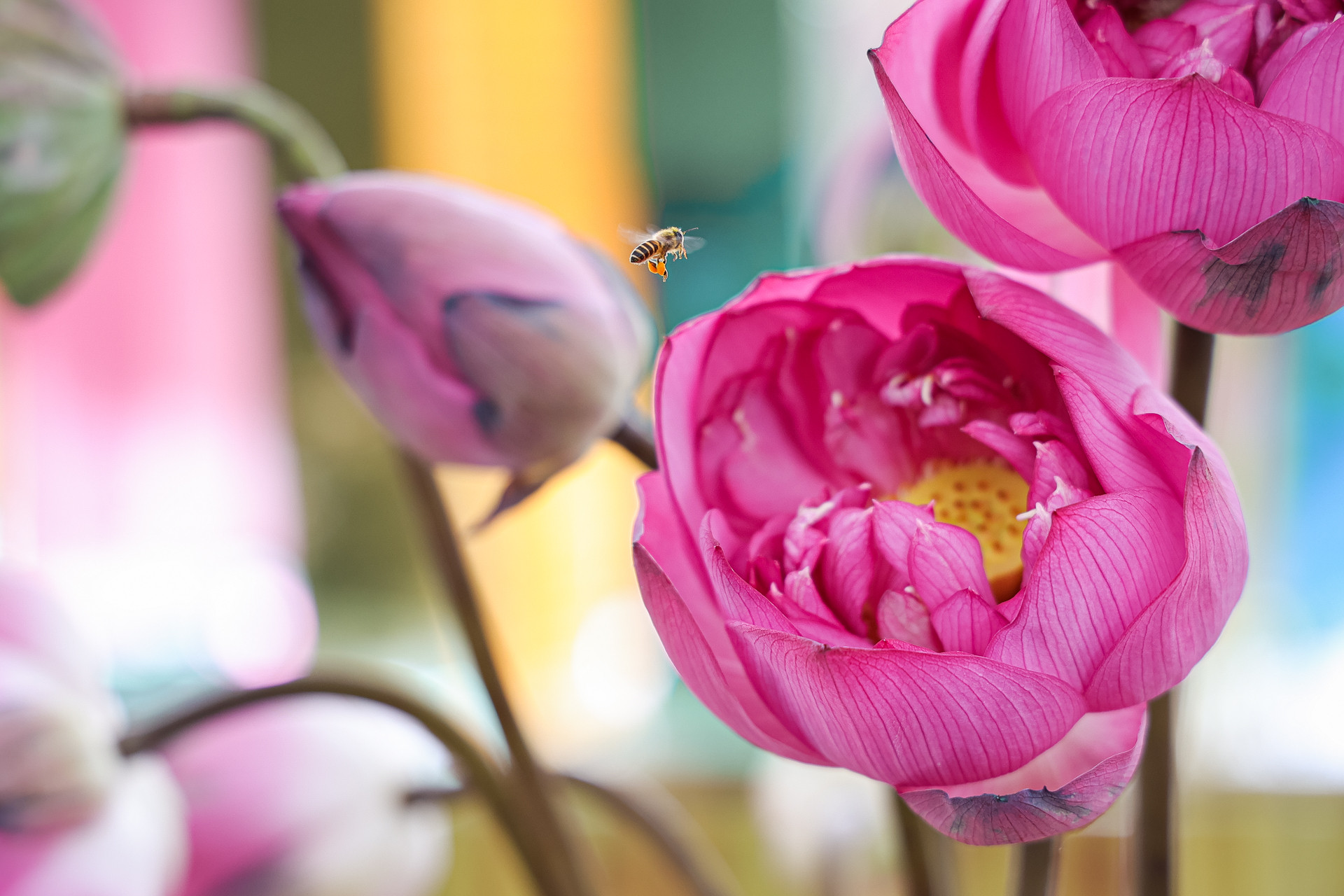 Cây sen được phát triển ở nhiều huyện ngoại thành Hà Nội gắn với du lịch sinh thái và làm nguyên liệu cao cấp cho ngành dệt may, chế biến hương liệu, tinh bột.