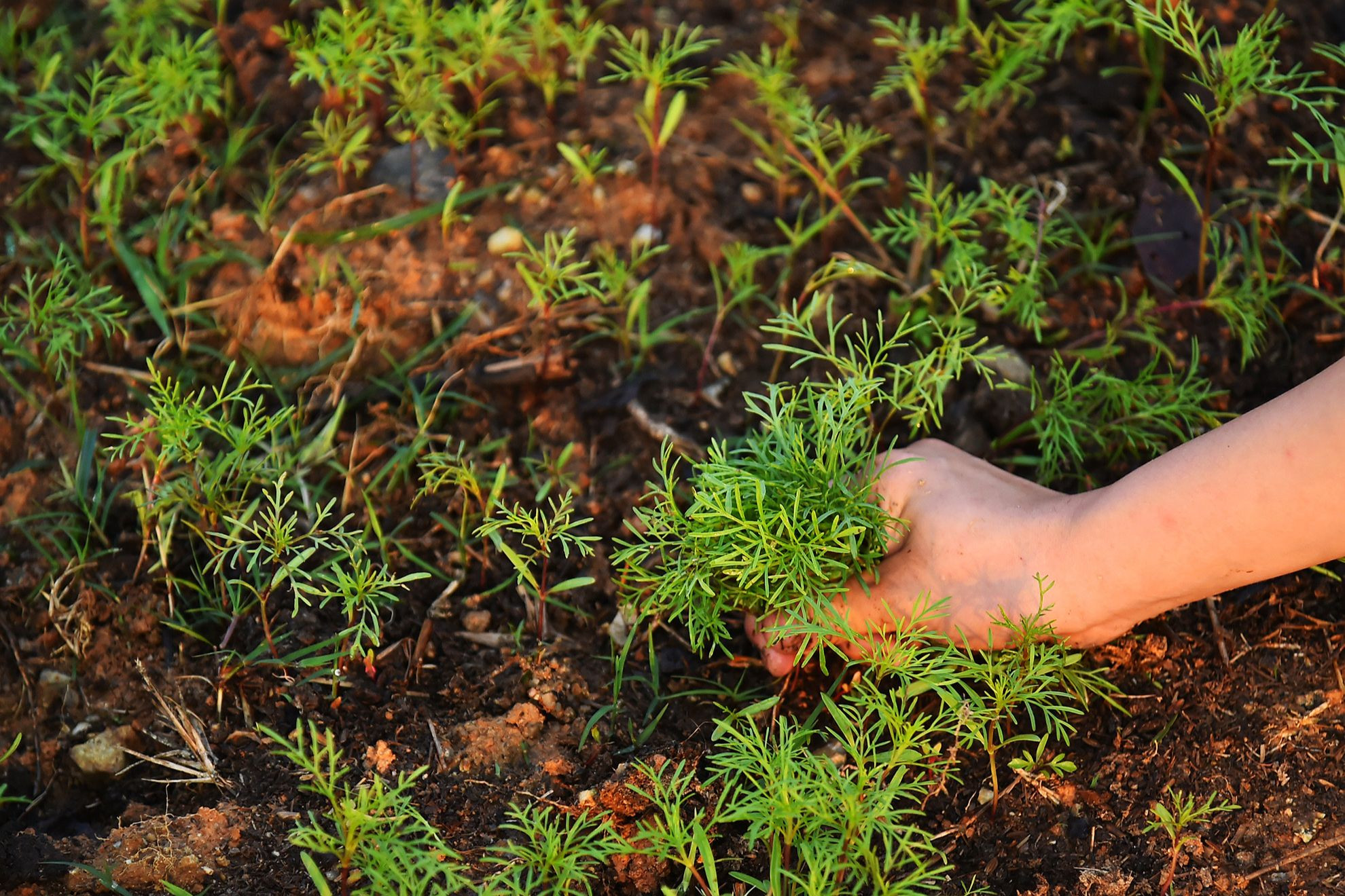 Chiến tranh đã lùi xa 70 năm, Mường Phăng trở thành địa chỉ chói lọi trong bản đồ lịch sử hào hùng của dân tộc Việt Nam. Để Mường Phăng có được sự đổi thay như ngày hôm nay, đó là kết quả quá trình chung sức, đồng lòng của cả hệ thống chính trị cũng như sự đồng thuận của nhân dân các dân tộc. Các thế hệ thanh niên hôm nay quyết tâm chung tay, góp sức gìn giữ, bảo tồn, phát huy giá trị lịch sử xây dựng quê hương cách mạng khởi sắc. Chiến tranh đã lùi xa 70 năm, Mường Phăng trở thành địa chỉ chói lọi trong bản đồ lịch sử hào hùng của dân tộc Việt Nam. Để Mường Phăng có được sự đổi thay như ngày hôm nay, đó là kết quả quá trình chung sức, đồng lòng của cả hệ thống chính trị cũng như sự đồng thuận của nhân dân các dân tộc. Các thế hệ thanh niên hôm nay quyết tâm chung tay, góp sức gìn giữ, bảo tồn, phát huy giá trị lịch sử xây dựng quê hương cách mạng khởi sắc.