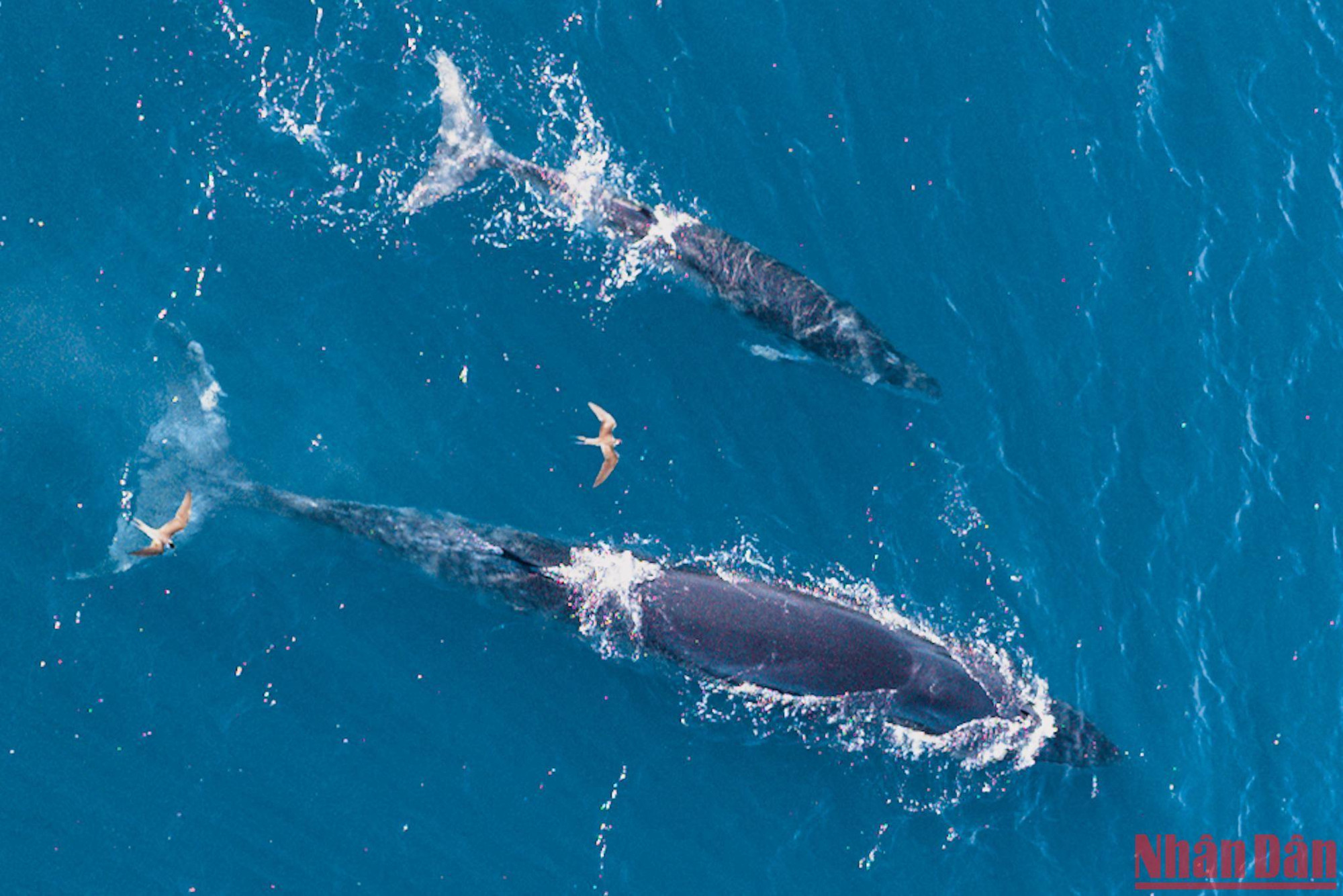 Cá voi xuất hiện ở biển Đề Gi/Vĩnh Lợi, thuộc huyện Phù Mỹ, tỉnh Bình Định có tên gọi là cá voi Bryde.