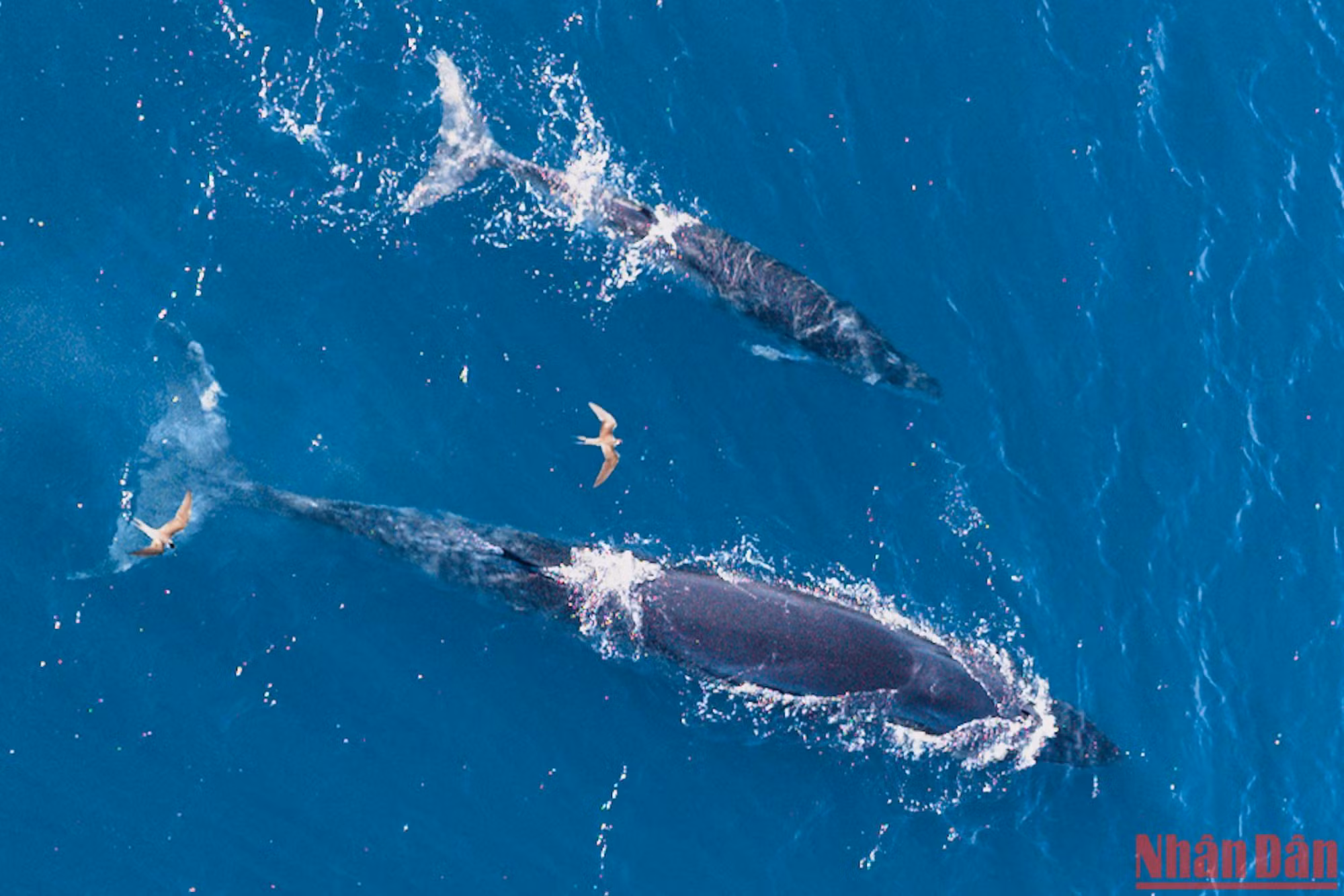 Cá voi xuất hiện ở biển Đề Gi/Vĩnh Lợi, thuộc huyện Phù Mỹ, tỉnh Bình Định có tên gọi là cá voi Bryde.