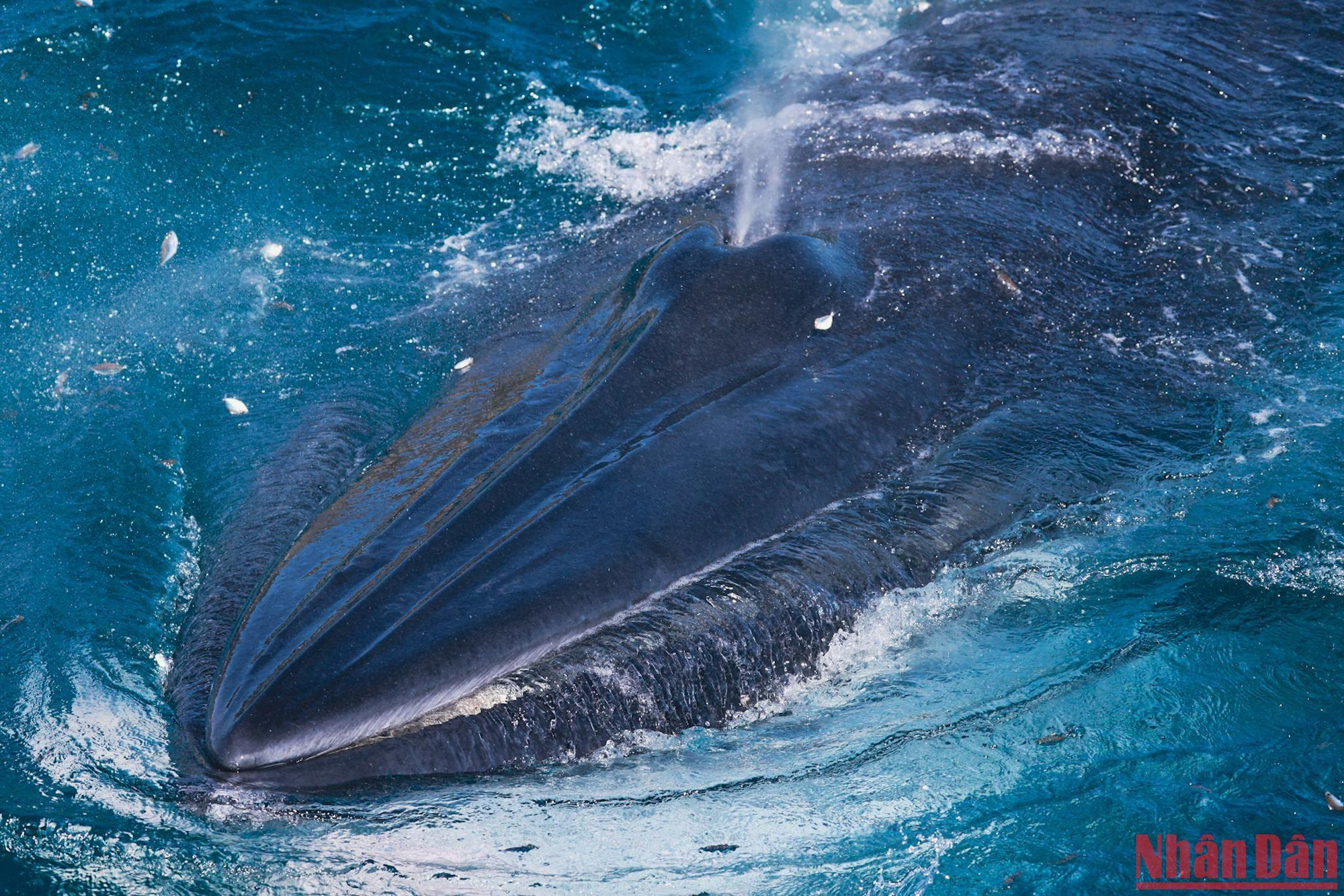 Hôm 18/8, hai mẹ con cá voi lên ăn hơn 3 tiếng và còn xuất hiện đến trưa. Nhưng cũng có ngày cá voi không lên.