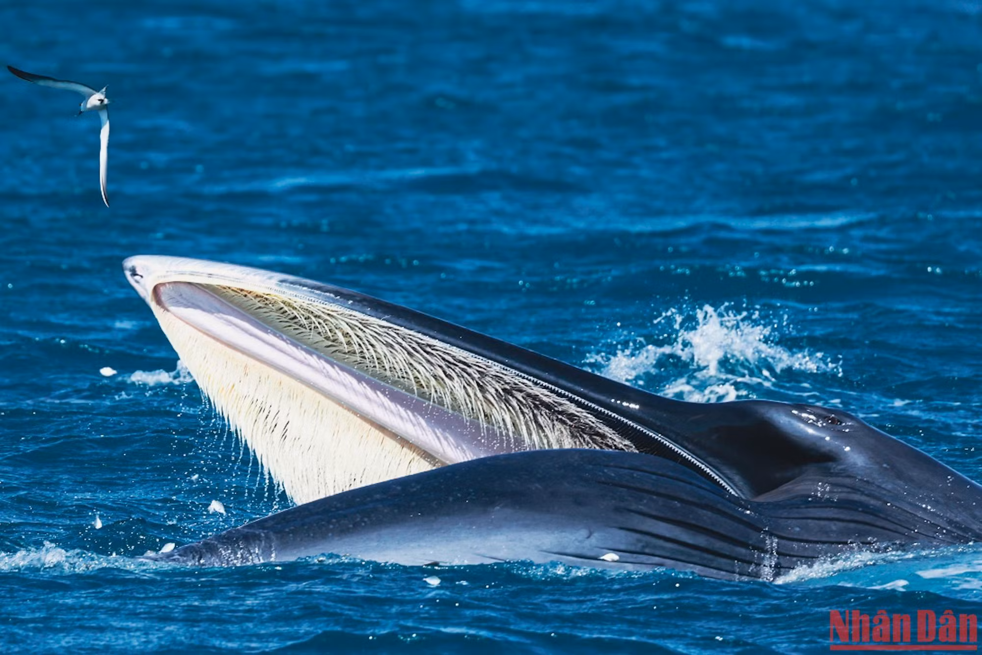 Các bạn nên nhờ người dẫn đường để có thể tìm đến đúng chỗ cá voi xuất hiện.