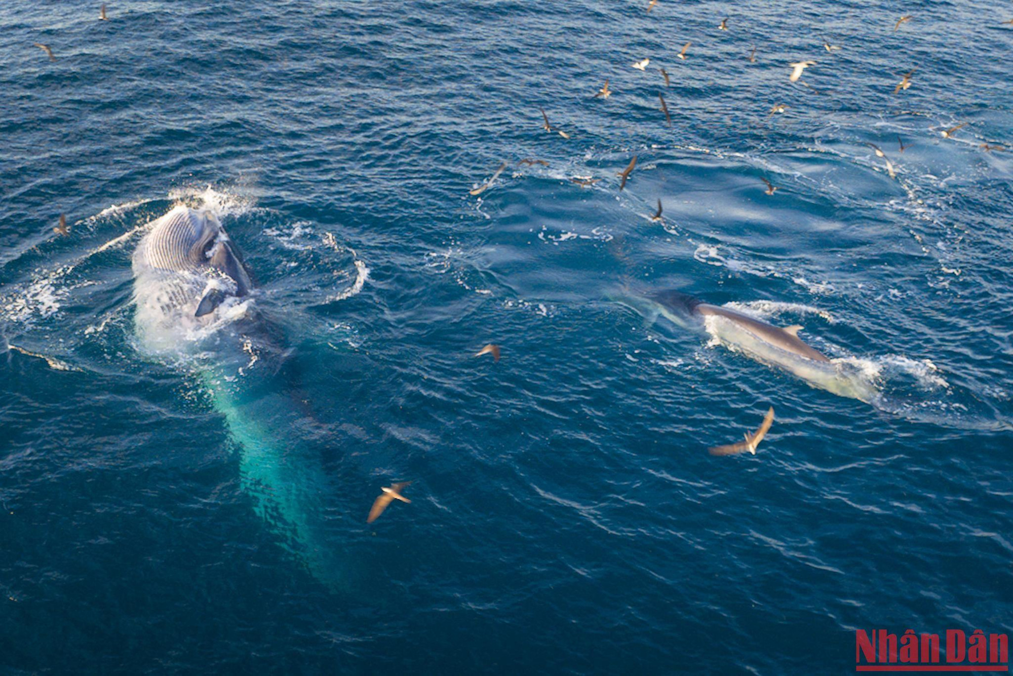Thời gian cá voi lên ăn thường vào khoảng 5 giờ 30 phút và 16 giờ trong ngày.