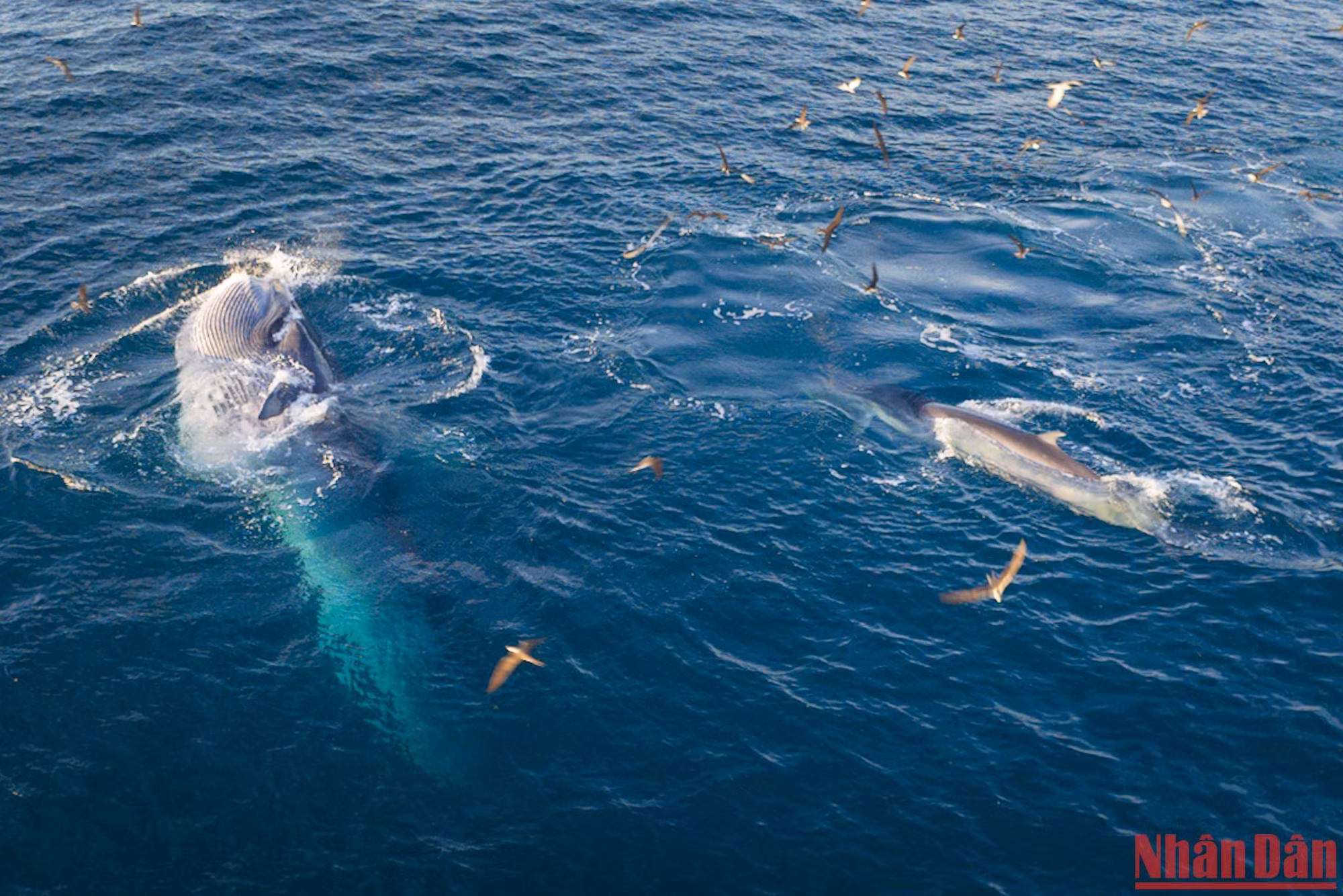 Thời gian cá voi lên ăn thường vào khoảng 5 giờ 30 phút và 16 giờ trong ngày.