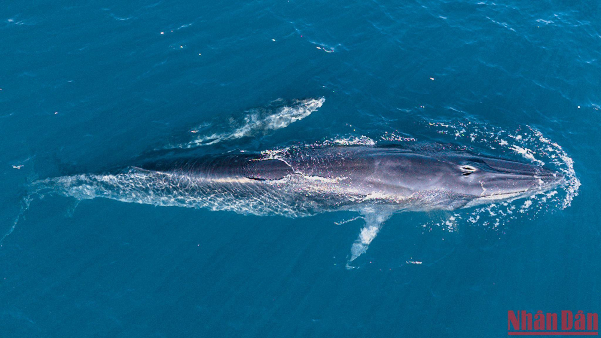Đây là loại cá voi lưng xám có tên trong Sách đỏ IUCN có nguy cơ tuyệt chủng.