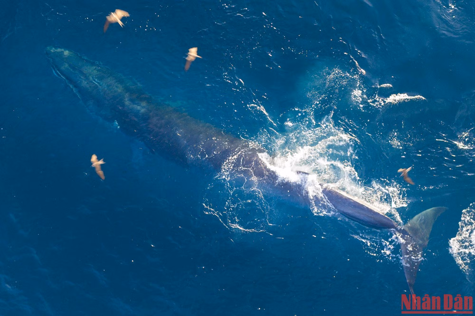 Tùy luồng cá nhiều hay ít mà cá voi lên ăn lâu hay nhanh. Theo người dân, mỗi lần cá voi lên ăn ít nhất cũng 1 tiếng đồng hồ.