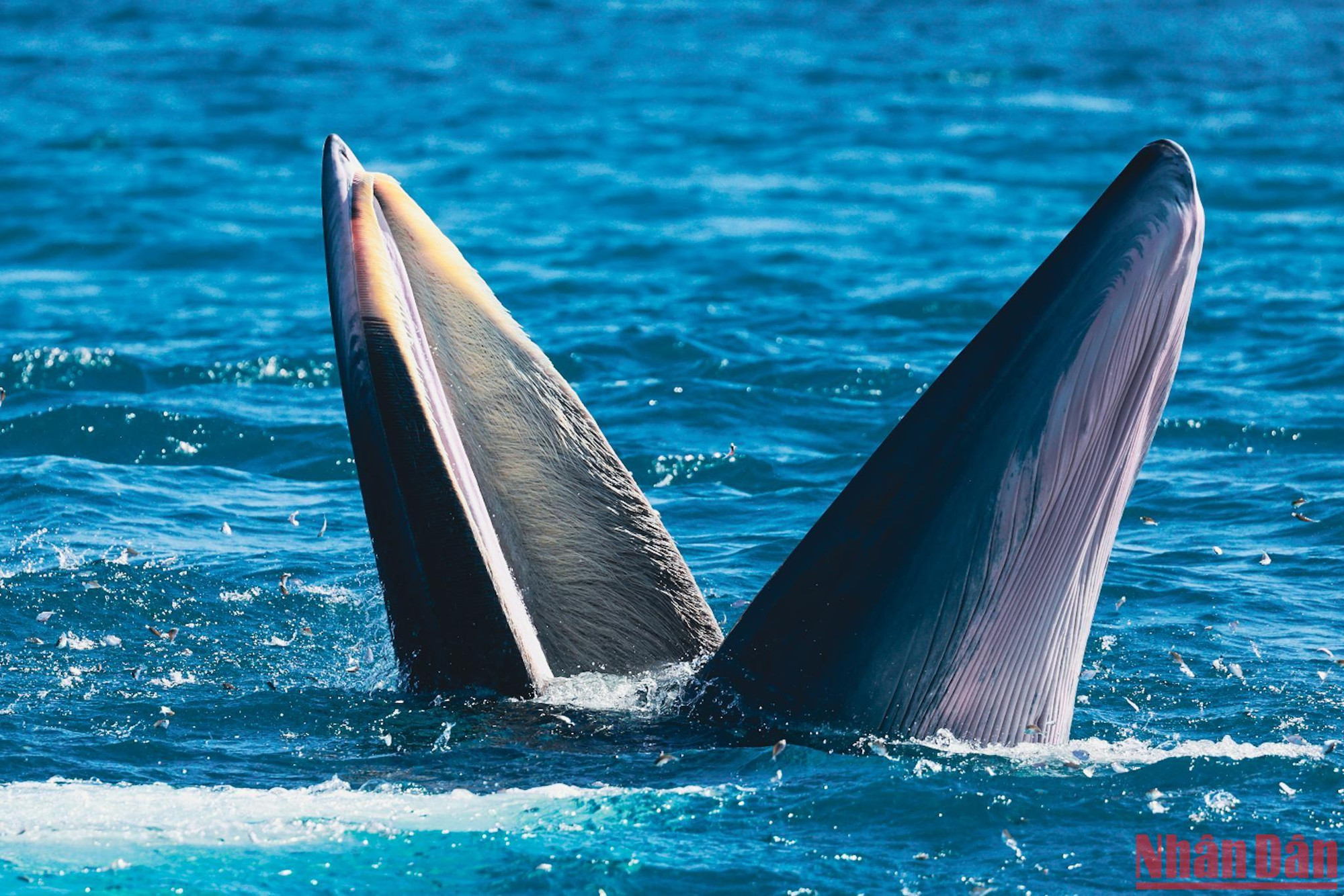 Từ bờ ra vùng biển gặp cá voi khoảng 20-30 phút đi ghe.