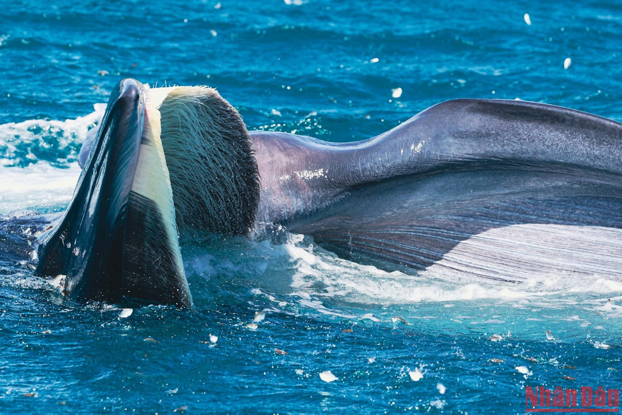 Để có thể chiêm ngưỡng cá voi, các bạn có thể đến sân bay Phù Cát, thuê taxi đi về cảng Đề Gi, Vĩnh Lợi. Rồi từ đây thuê ghe để ra biển.