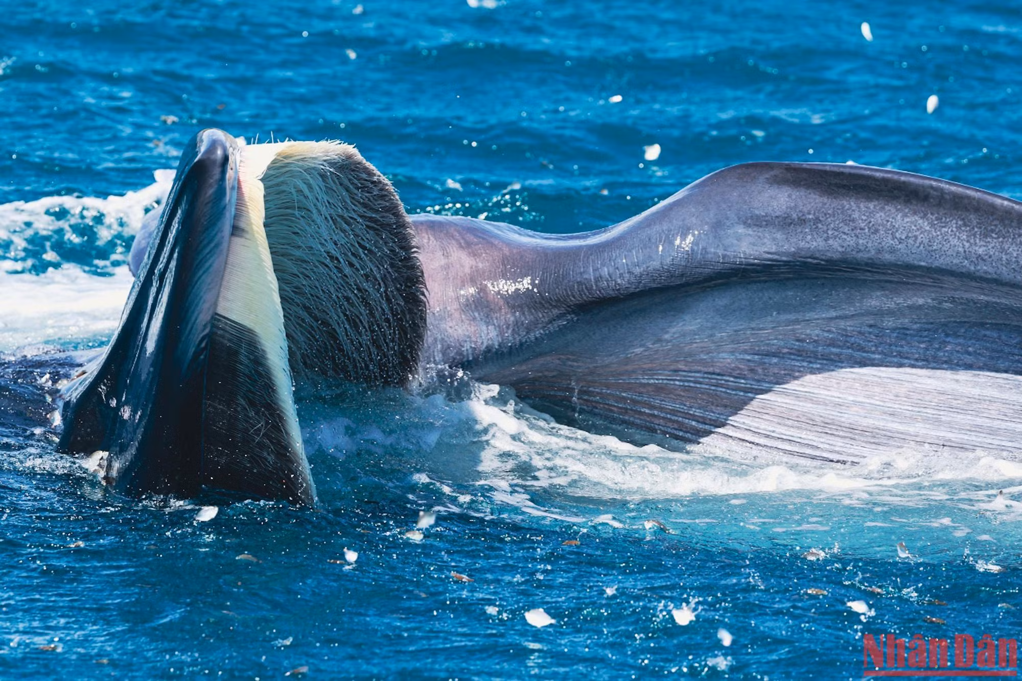 Để có thể chiêm ngưỡng cá voi, các bạn có thể đến sân bay Phù Cát, thuê taxi đi về cảng Đề Gi, Vĩnh Lợi. Rồi từ đây thuê ghe để ra biển.