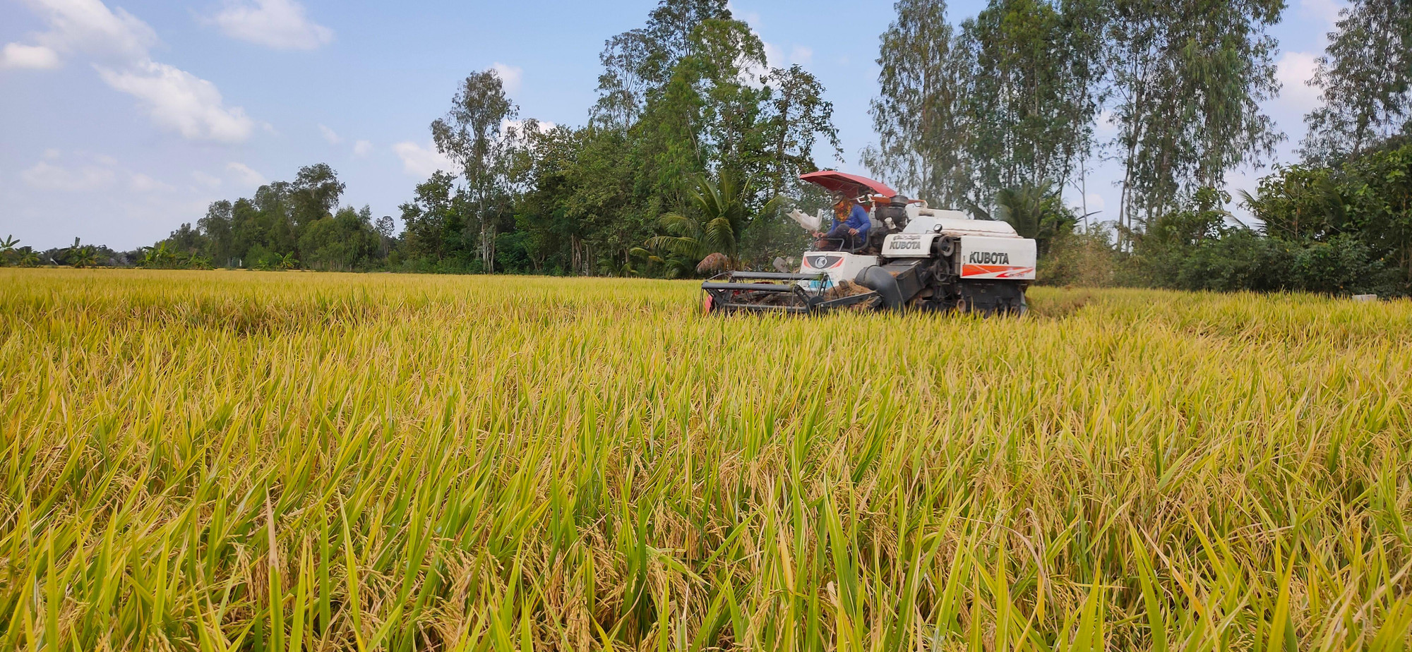 Thu hoạch lúa tại xã Mỹ Đông, huyện Tháp Mười, tỉnh Đồng Tháp.