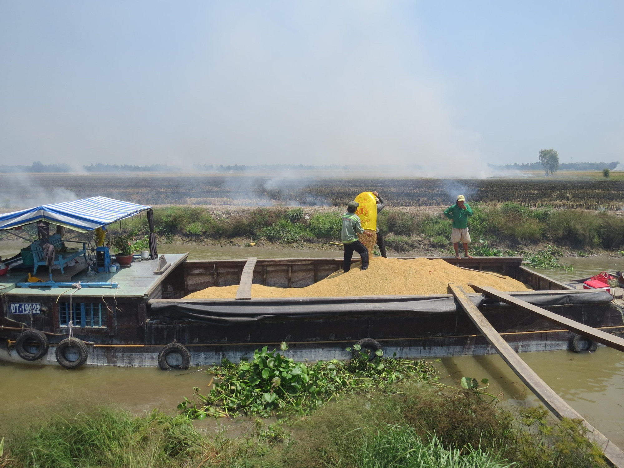 Nông dân thu hoạch lúa tại xã Phú Thọ, huyện Tam Nông, tỉnh Đồng Tháp.