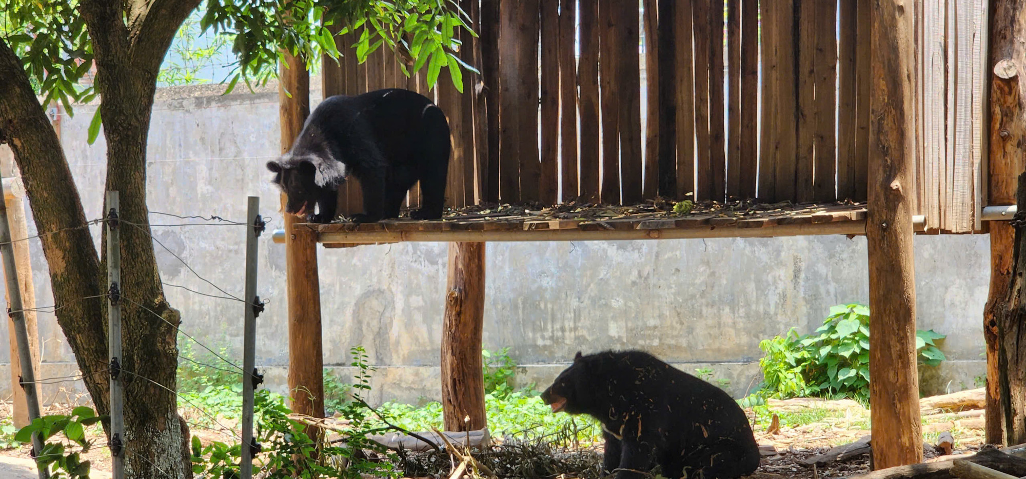Tạo sinh cảnh thiên nhiên trong chuồng giúp các cá thể động vật hoang dã có cảm giác đây là “ngôi nhà thứ hai”, từ đó dễ dàng làm quen và thích nghi nhanh với môi trường sống trước khi trở về tự nhiên