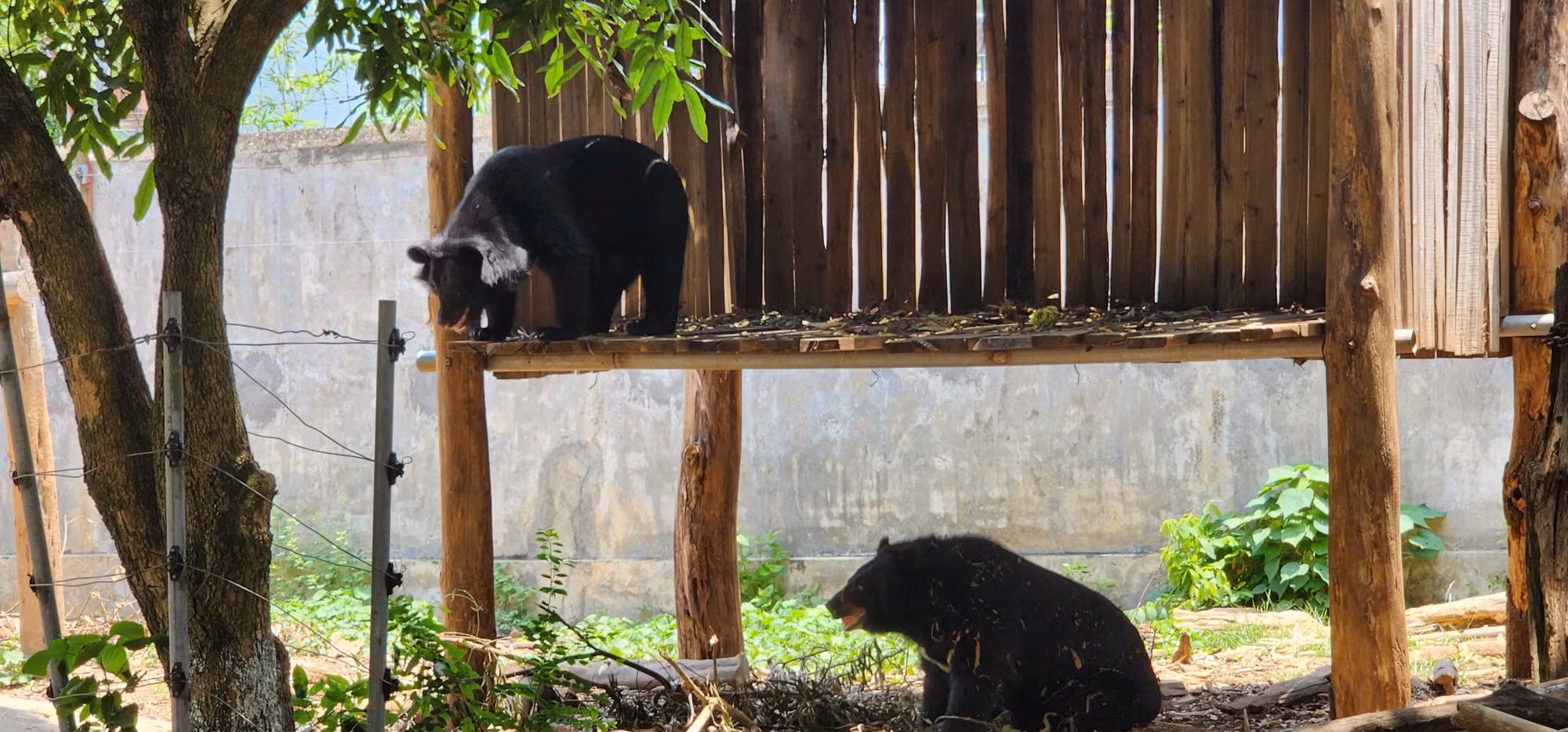 Tạo sinh cảnh thiên nhiên trong chuồng giúp các cá thể động vật hoang dã có cảm giác đây là “ngôi nhà thứ hai”, từ đó dễ dàng làm quen và thích nghi nhanh với môi trường sống trước khi trở về tự nhiên