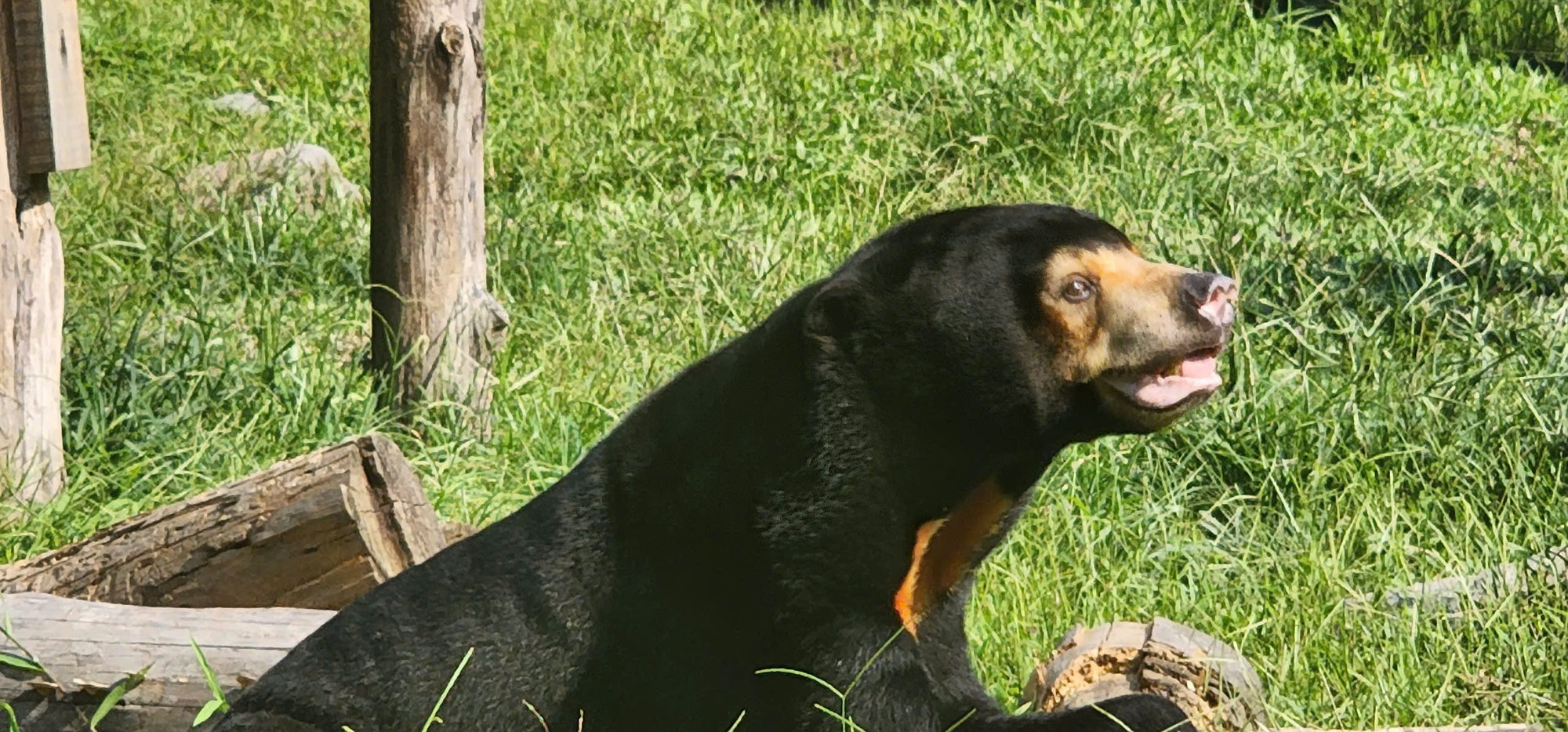 Một cá thể gấu chó tại Trung tâm.