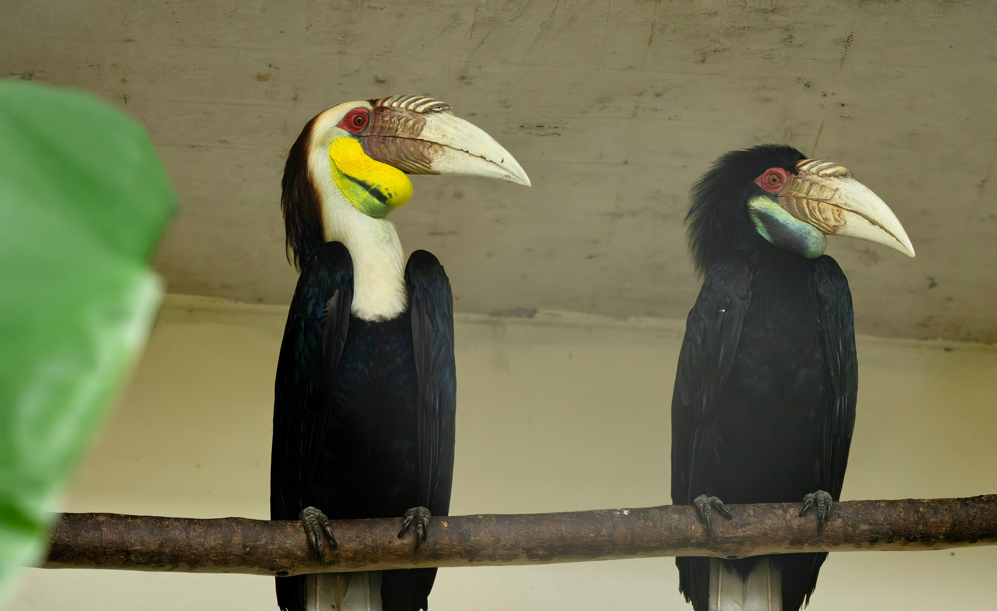 Sau khi được cách ly và điều trị, các cá thể động vật hoang dã sẽ được chuyển đến một không gian sống được thiết kế riêng.