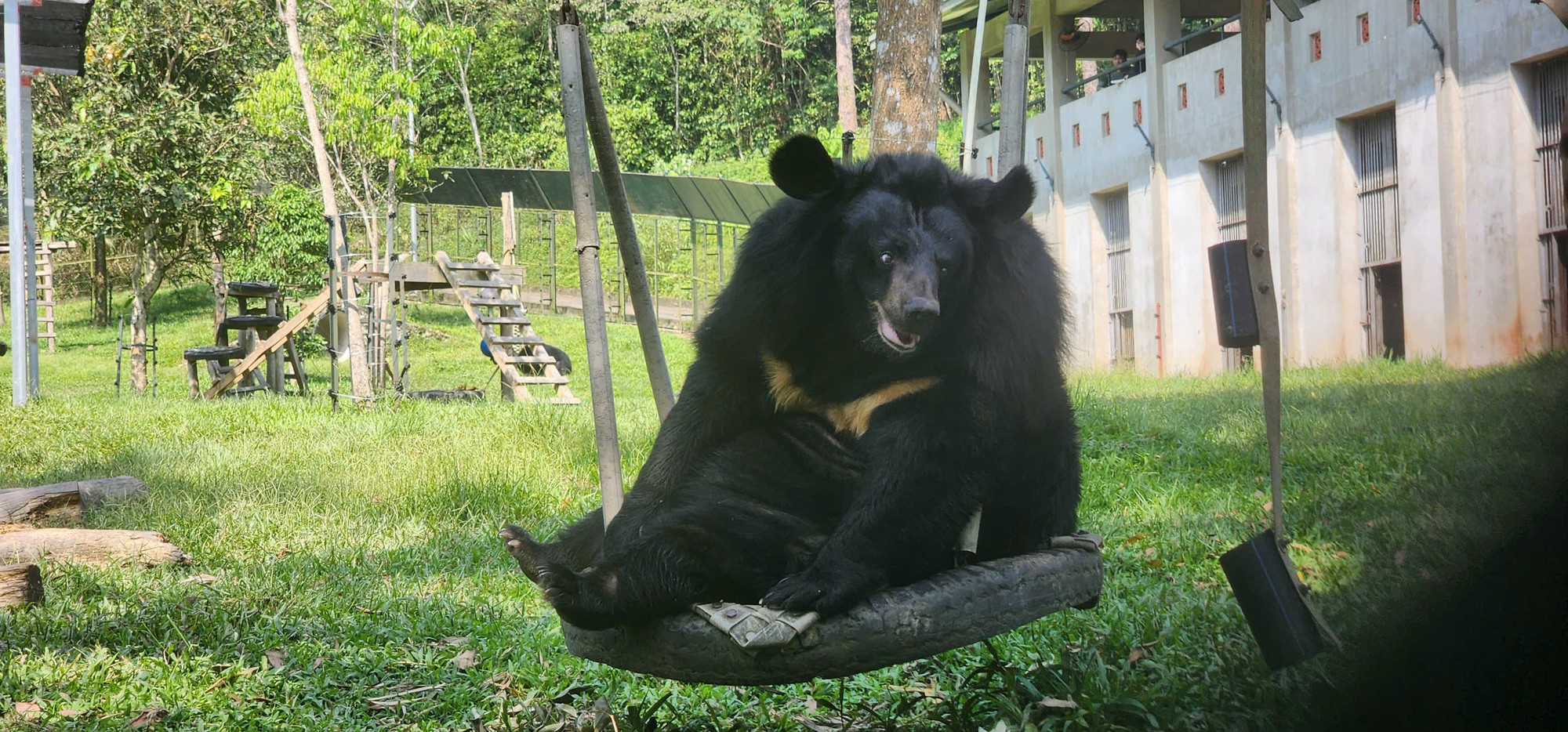 Một chú gấu thảnh thơi chơi xích đu tại Trung tâm Cứu hộ gấu lớn nhất Việt Nam.
