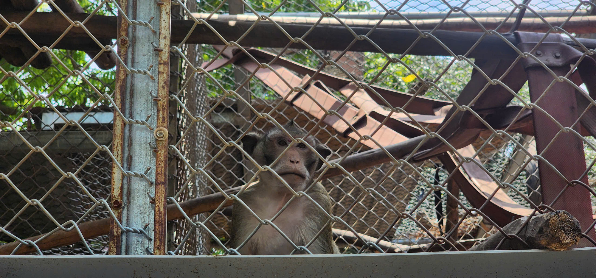 Một cá thể khỉ tại Trung tâm.