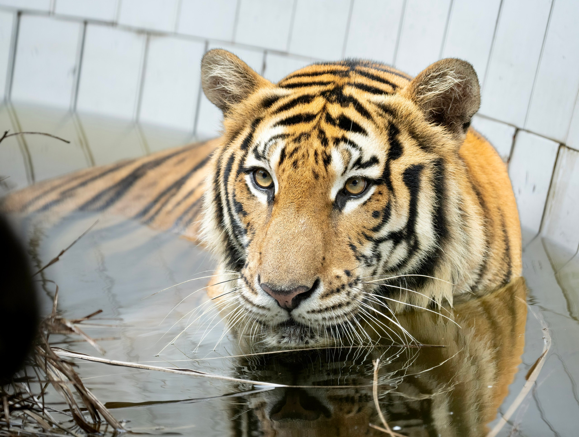 Nhiệm vụ đầu tiên sau khi trung tâm “tiếp đón” các loài động vật hoang dã từ các vụ giải cứu là công tác cách ly để theo dõi sức khỏe và hạn chế lây bệnh giữa các loài với nhau.