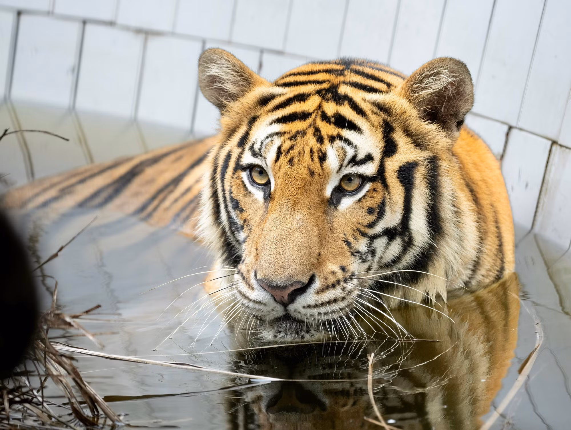 Nhiệm vụ đầu tiên sau khi trung tâm “tiếp đón” các loài động vật hoang dã từ các vụ giải cứu là công tác cách ly để theo dõi sức khỏe và hạn chế lây bệnh giữa các loài với nhau.