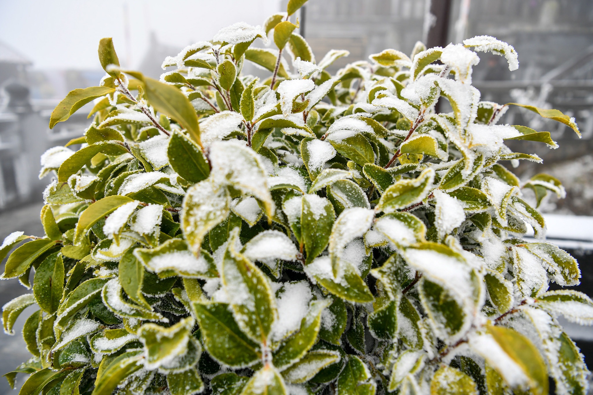 Ảnh: Thành Đạt.