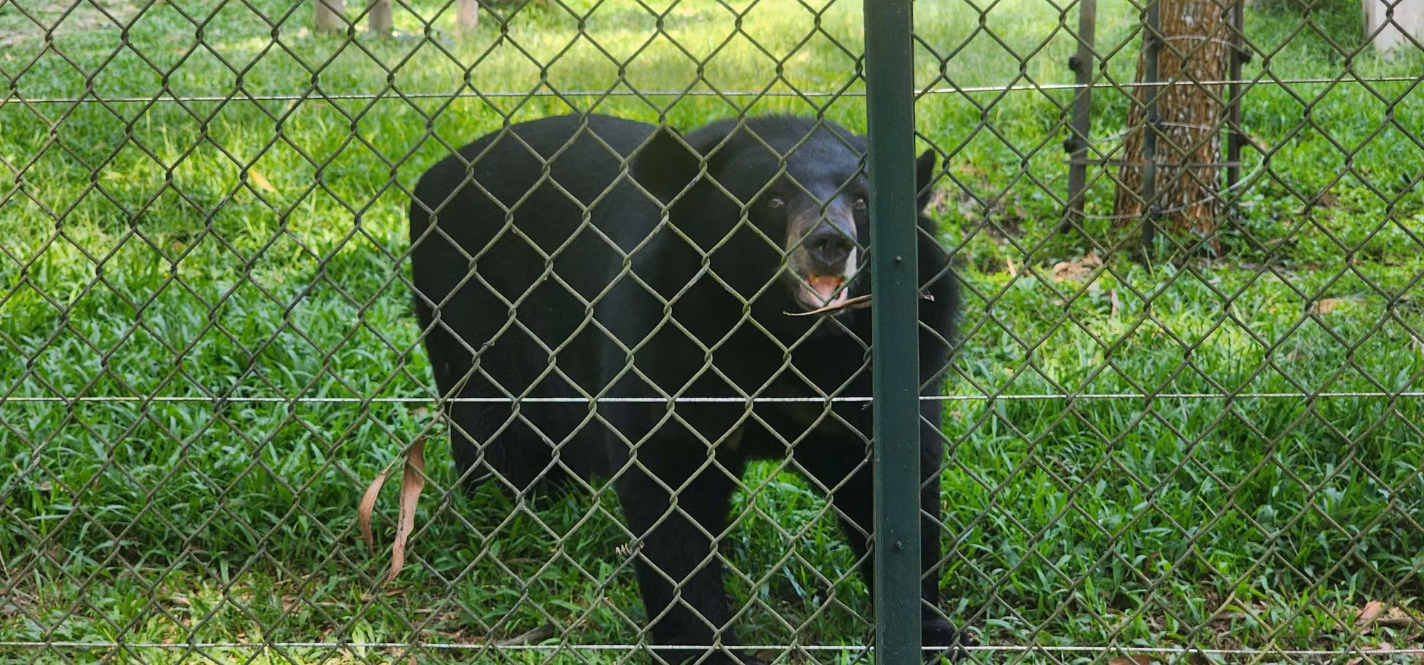 Trung tâm là nơi nuôi cứu hộ hơn 200 cá thể gấu, chủ yếu là gấu chó và gấu ngựa được tiếp nhận từ các cơ sở nuôi gấu tư nhân, các vụ vi phạm săn bắt và buôn bán trái phép gấu.