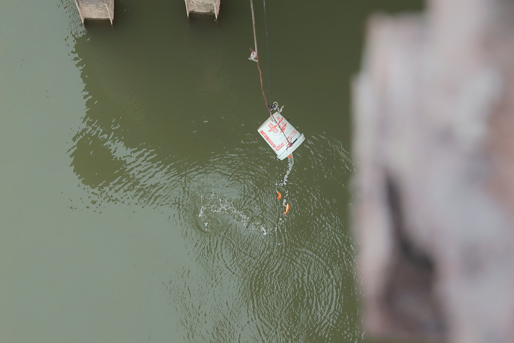 Tới khoảng cách thích hợp, cá sẽ được thả ra ngoài an toàn.