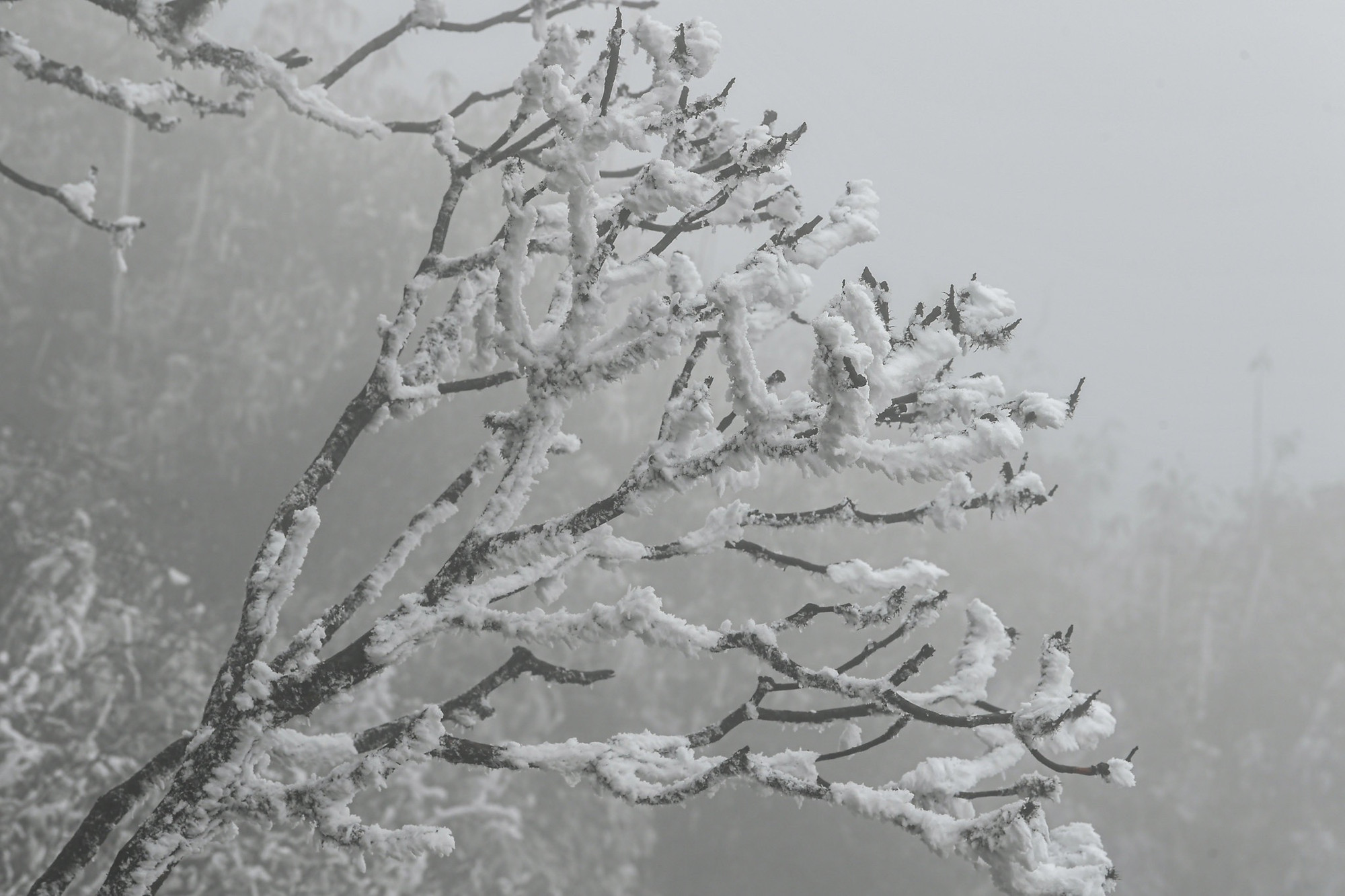 Những "bông hoa tuyết" được hình thành khiến cho các du khách trầm trồ.