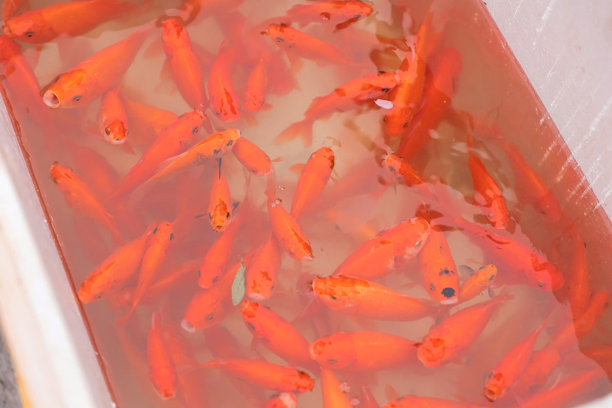 Sau khi cá đầy các thùng, lực lượng công an các phường sẽ hỗ trợ mang ra khu vực sông Hồng để thả.