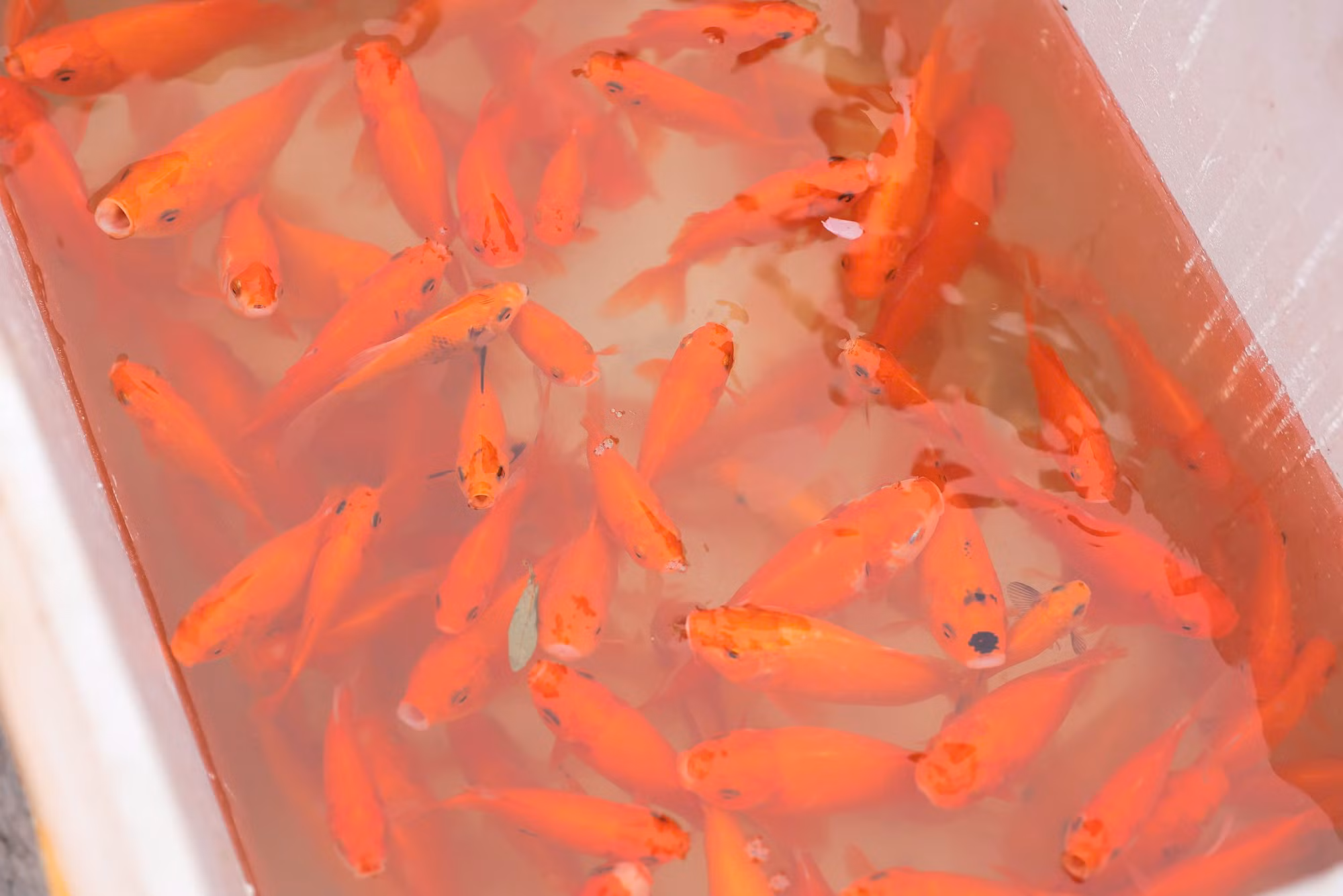 Sau khi cá đầy các thùng, lực lượng công an các phường sẽ hỗ trợ mang ra khu vực sông Hồng để thả.