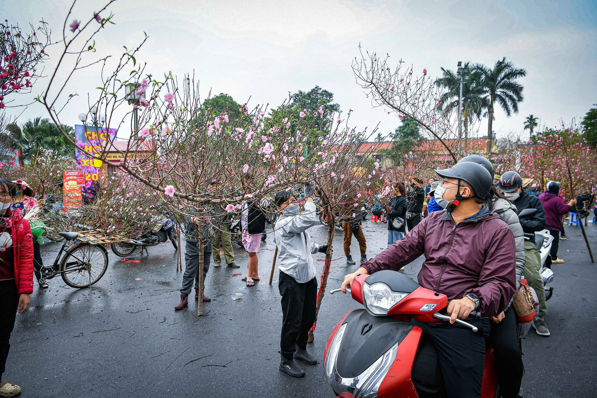 Những cành đào dáng huyền nhận được sự quan tâm đặc biệt của người dân.