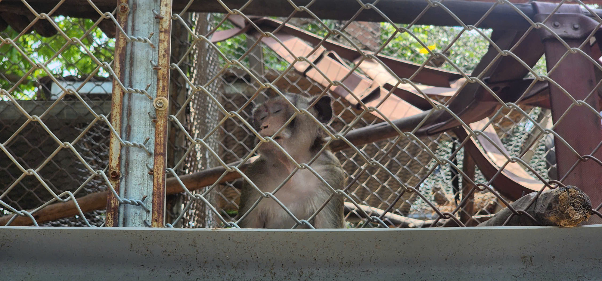 Bên cạnh chăm sóc sức khỏe thể chất, thể trạng tinh thần của các cá thể động vật hoang dã ở đây cũng được nhân viên cứu hộ theo dõi.