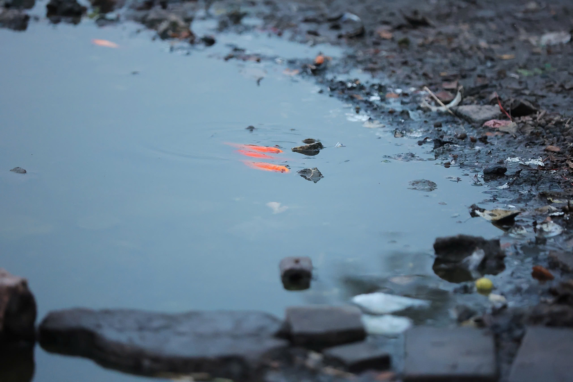 Nhiều chú cá vàng do không quen với môi trường nước ở hồ Tây nên rất yếu.