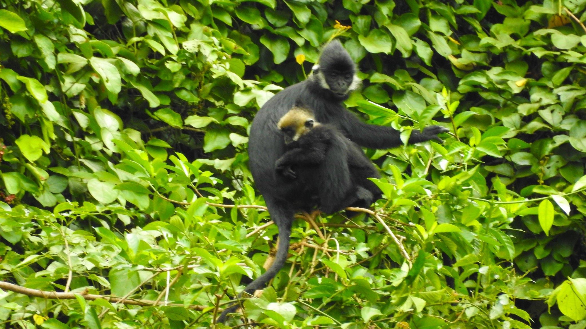 Nhờ nỗ lực, quần thể voọc tại Quảng Bình đã có ngôi nhà bình yên.