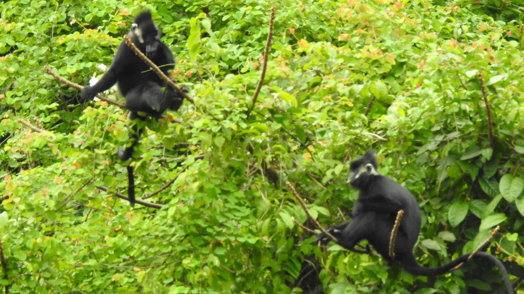 Các cá thể voọc gáy trắng trong tự nhiên tại Quảng Bình.