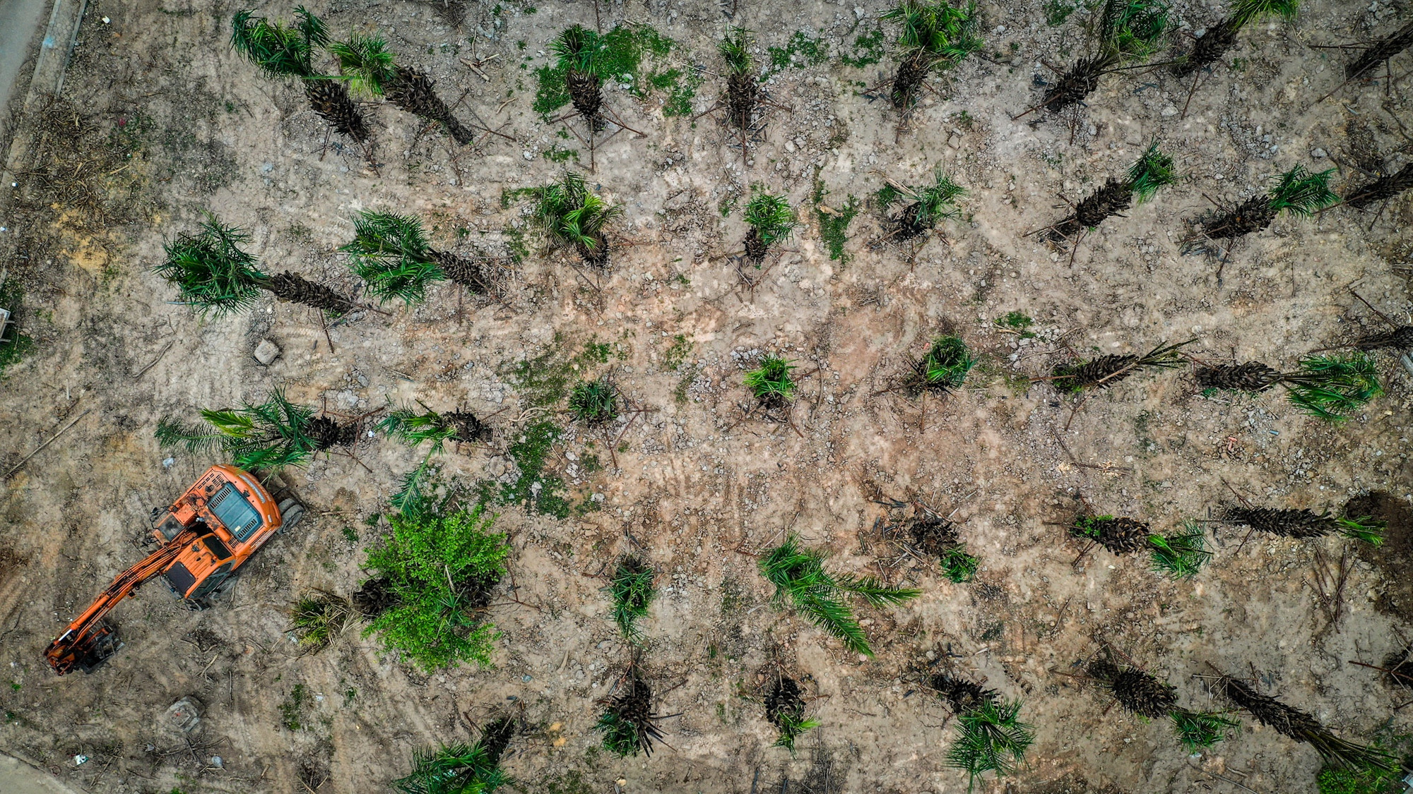 Những cây xanh bị chết hoặc ảnh hưởng bởi mưa bão đã được cắt bỏ, đánh chuyển đi nơi khác hoặc trồng mới thay thế, góp phần bảo đảm bóng mát nhằm tạo không gian trong lành, dễ chịu hơn cho người dân.