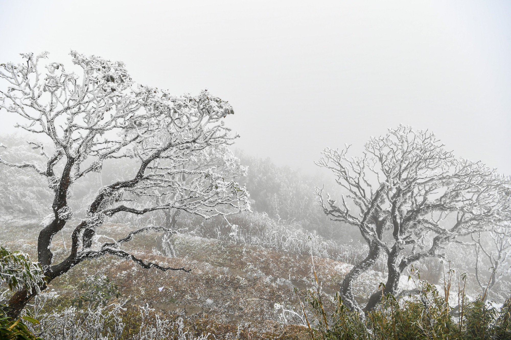 Tuyết cũng trắng xóa trên những thân cây đỗ quyên hàng trăm năm tuổi.