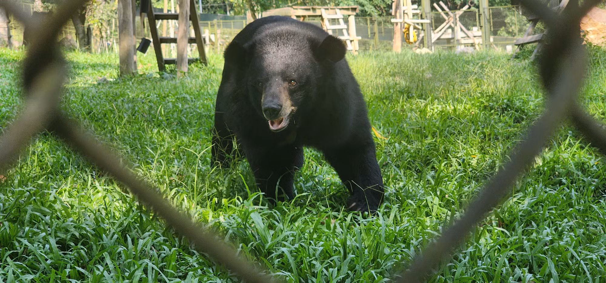 Ghé thăm nơi hồi sinh của những chú gấu bất hạnh