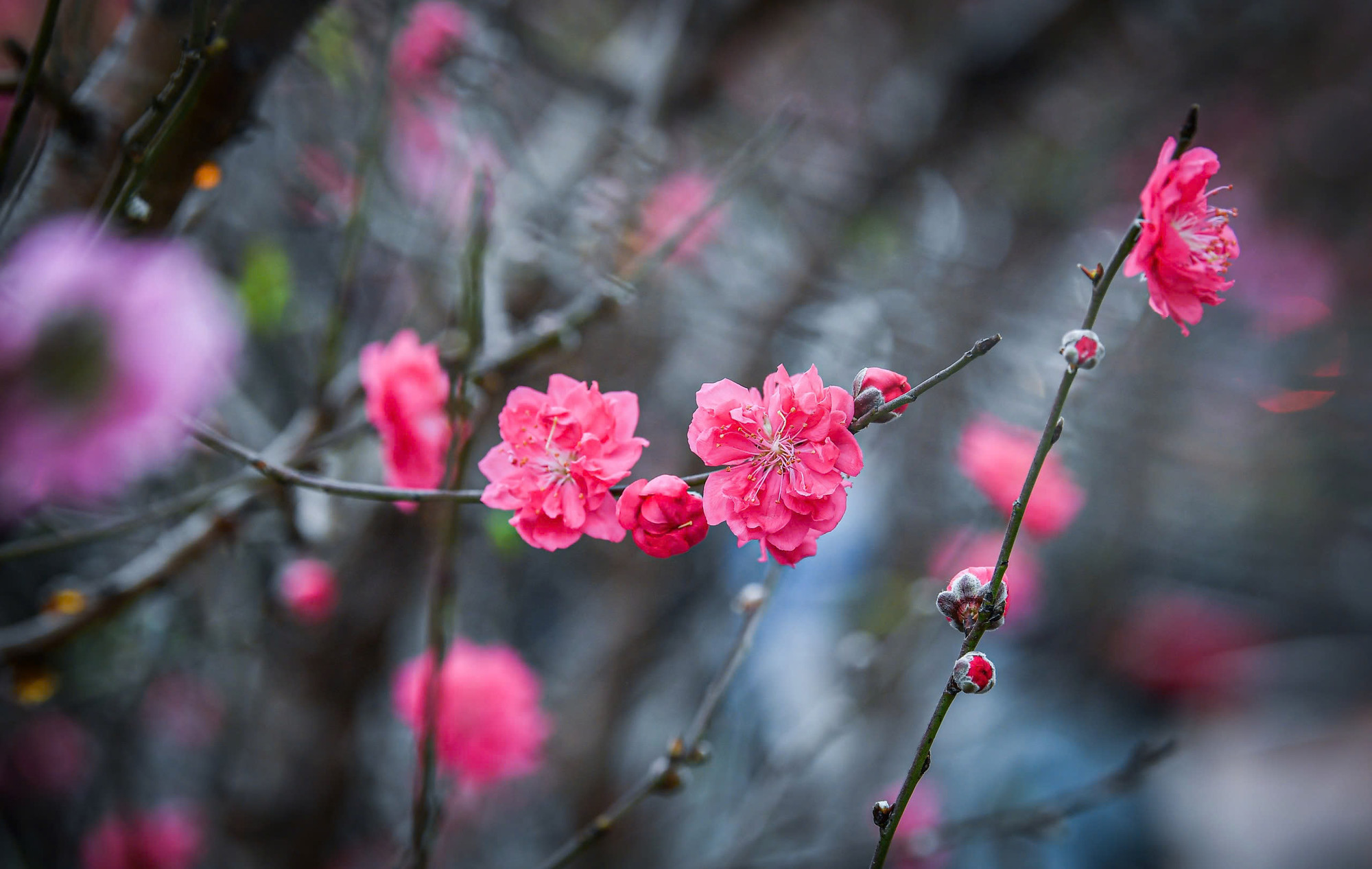 Sắc đào rực rỡ tại chợ hoa Quảng Bá chiều 26 Tết.