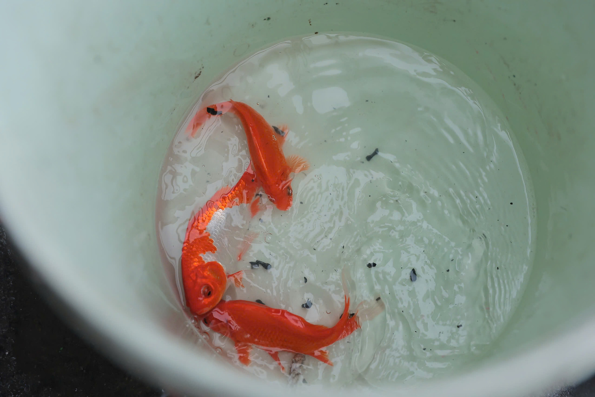 Cá được hướng dẫn thả vào trong lòng xô. Riêng các túi nilon sẽ được người thả giữ lại, tránh xả ra môi trường.