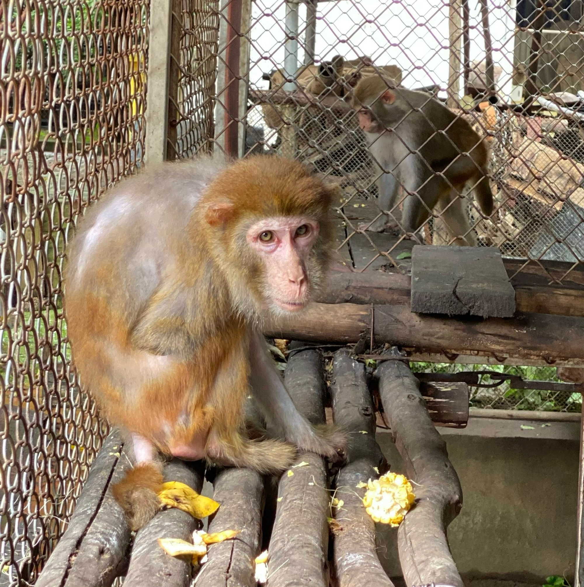 Do bị sang chấn tâm lý trong thời gian dài, khỉ có dấu hiệu bị “tự kỷ” khi thường xuyên tự đập tay vào mặt mình. Để phục hồi tinh thần cho khỉ, cán bộ bảo tồn đã quyết định “ghép đôi” với một “bạn khỉ” khác để chúng chơi với nhau và thực hành tập tính bản năng vốn có của mình.