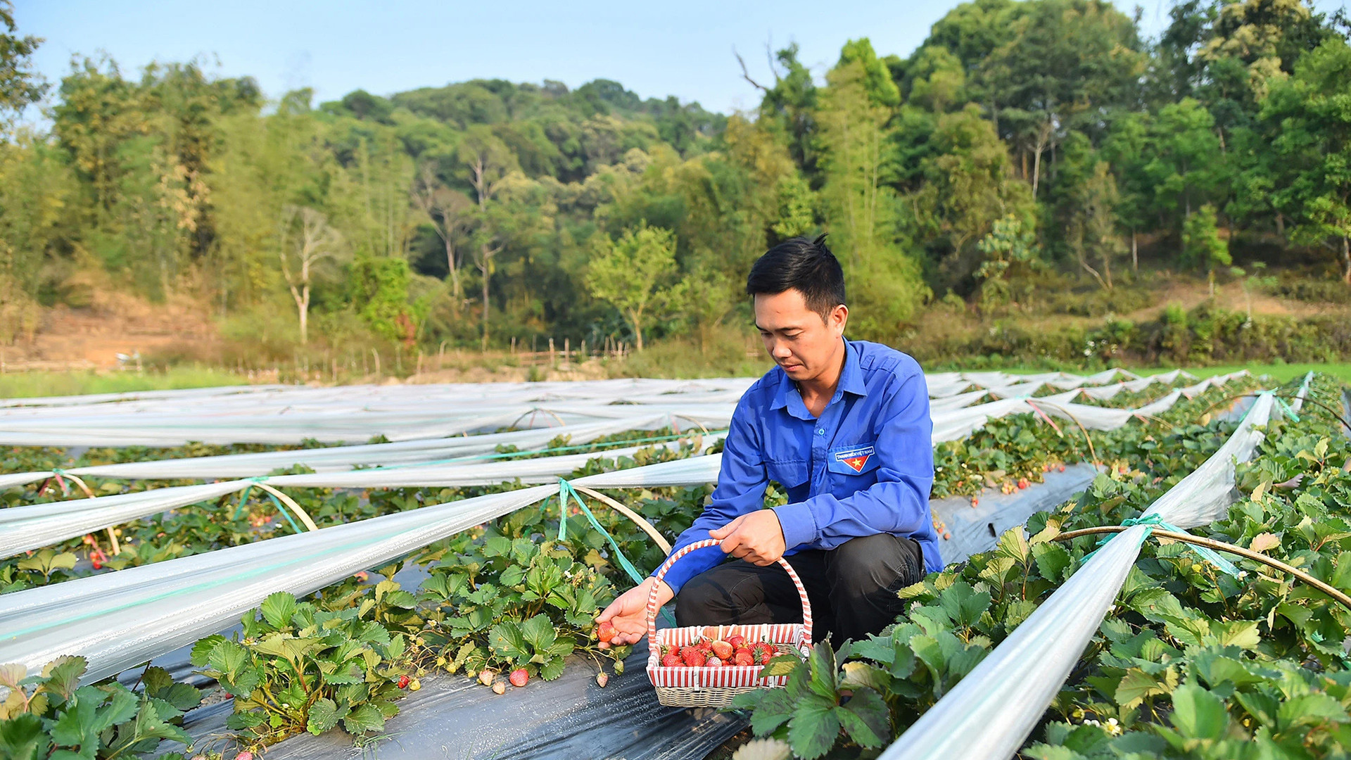 Mô hình trồng dâu tây tại Hợp tác xã Dâu tây Mường Phăng, Điện Biên. (Ảnh: NGUYÊN DŨNG)