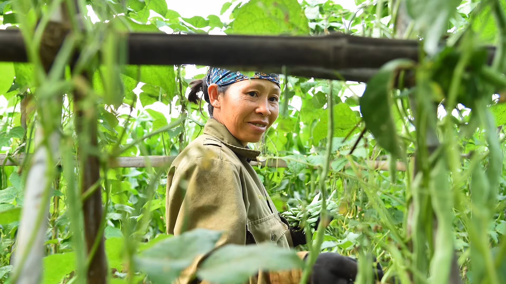 Mô hình trồng đỗ leo bốn mùa tại Hợp tác xã nông nghiệp tổng hợp Noong Luống, xã Noong Luống, huyện Điện Biên, tỉnh Điện Biên. (Ảnh: NGUYÊN DŨNG)